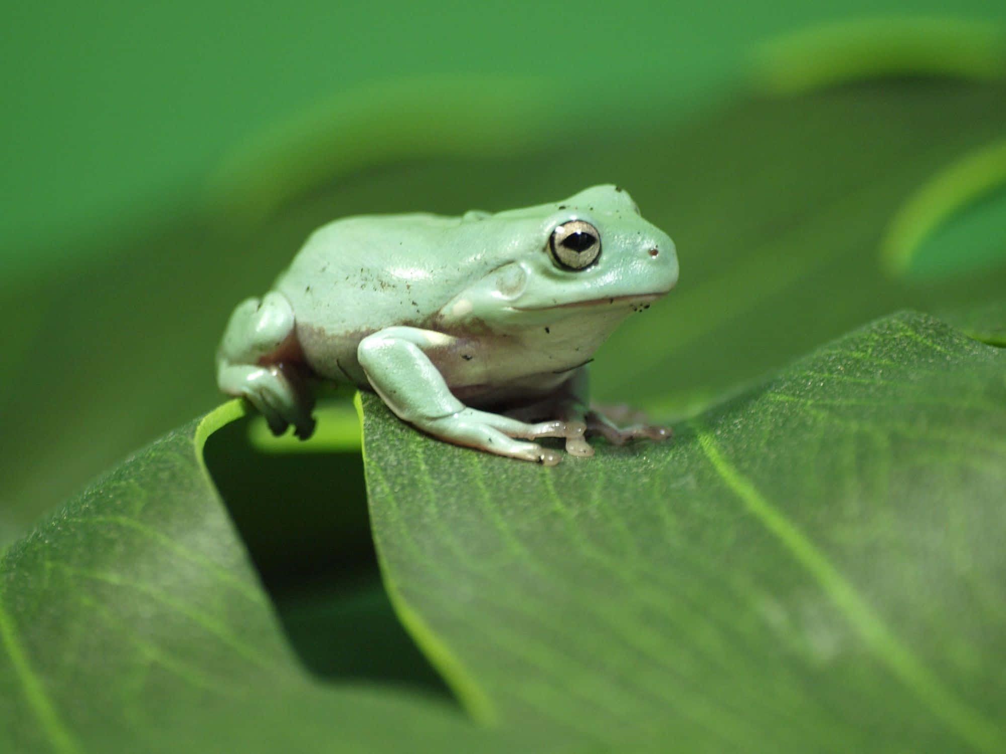 Tree Frog, pale green, large dark eyes, Full HD Desktop Wallpaper