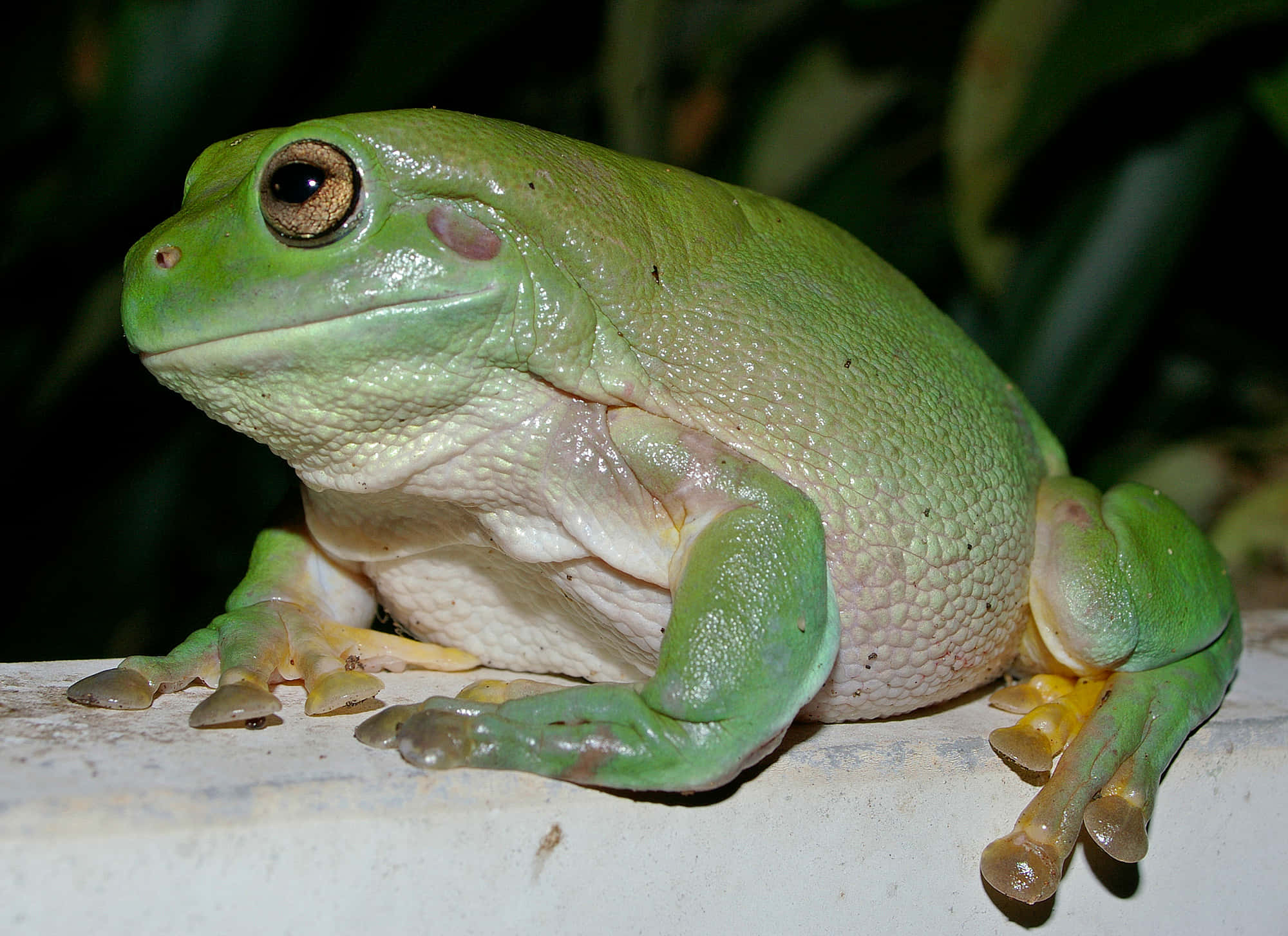 green tree frog, golden eyes, white ledge, Full HD Desktop Wallpaper