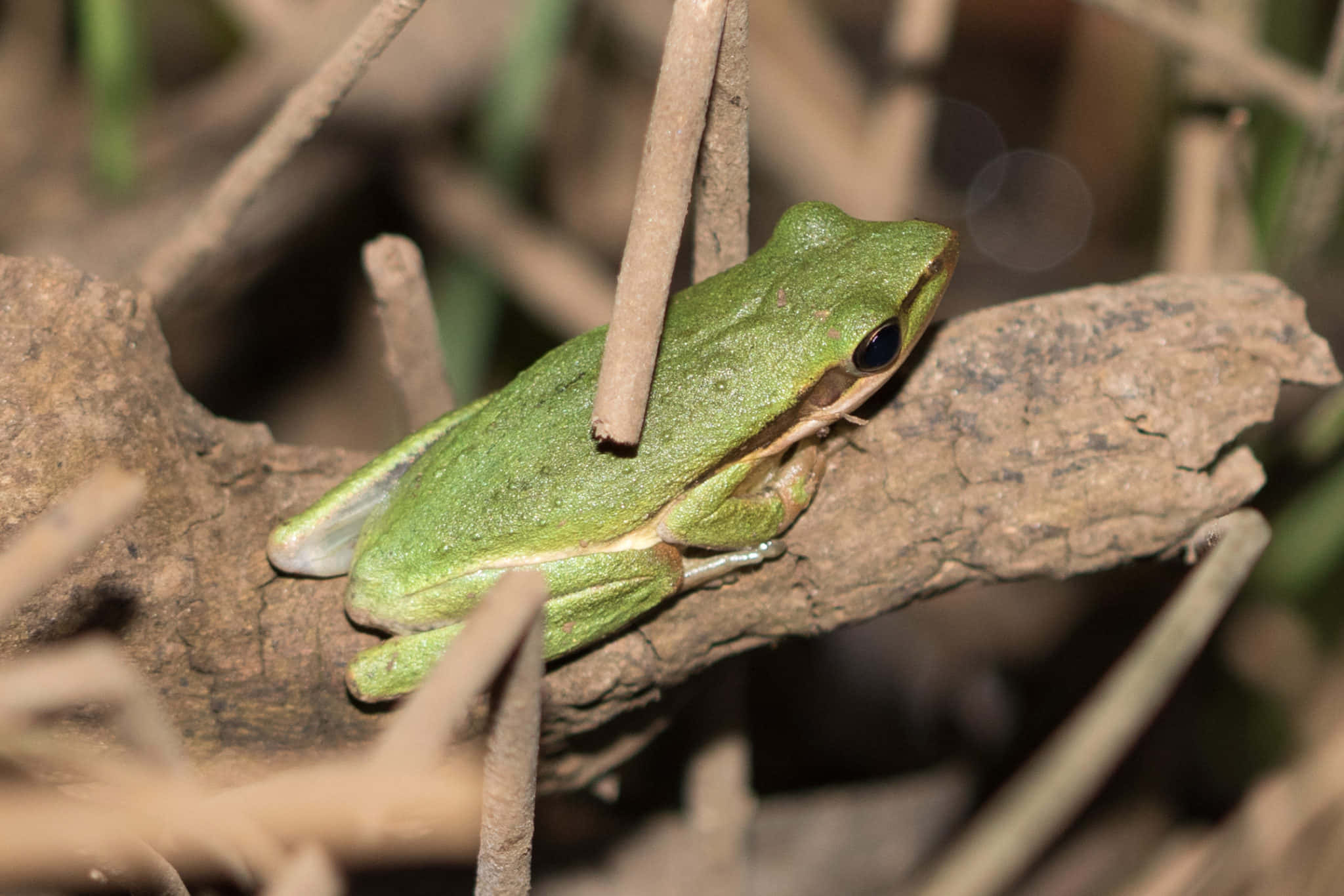 Green Tree Frog, textured brown branch, dry reeds, Full HD Desktop Wallpaper