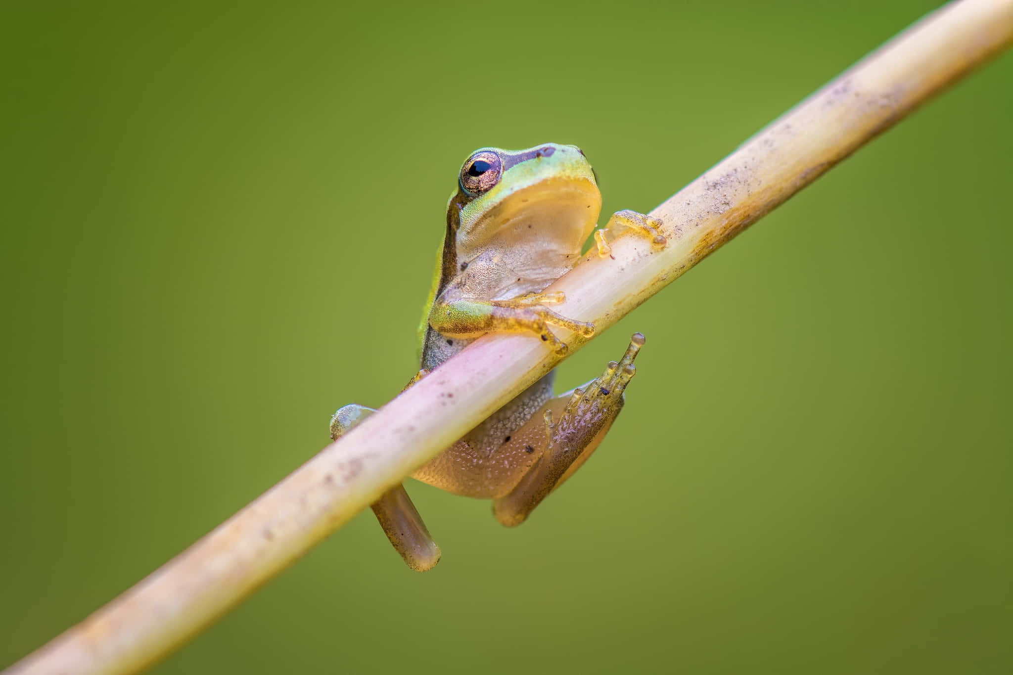 Green Tree Frog, slender brown reed, soft blurred green background, Full HD Desktop Wallpaper