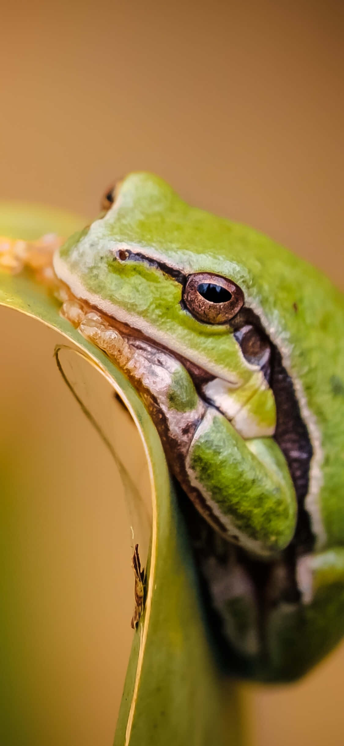 Green Tree Frog, vibrant green, curved leaf, Full HD Phone Wallpaper