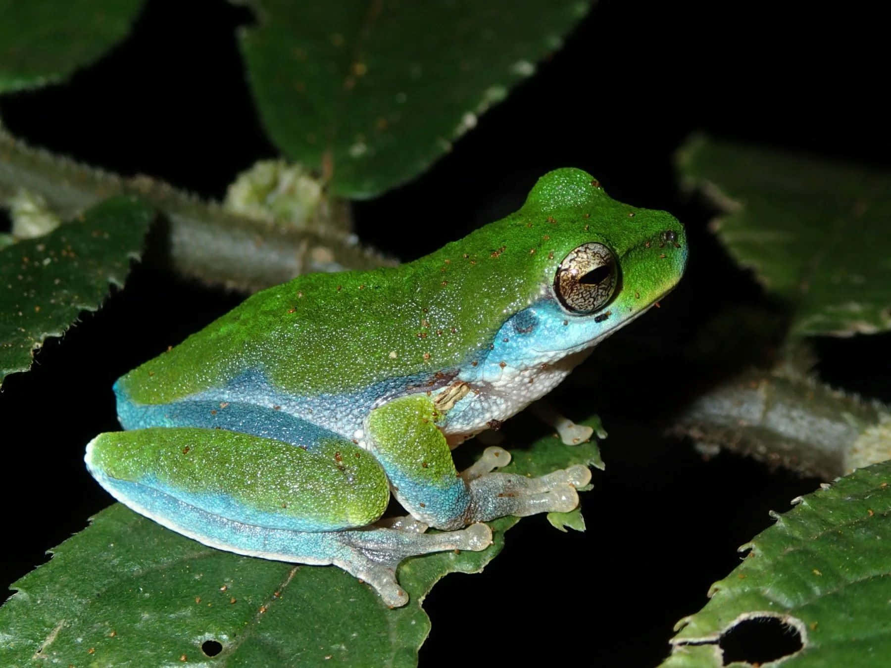 vibrant green tree frog, blue underbelly, leaf, HD Desktop Wallpaper