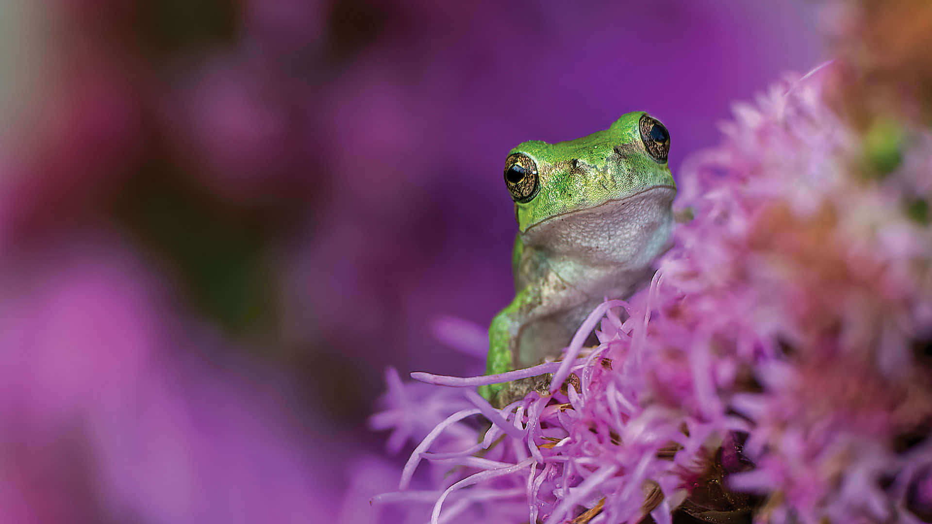 green tree frog, purple flowers, pink flowers, Full HD Desktop Wallpaper