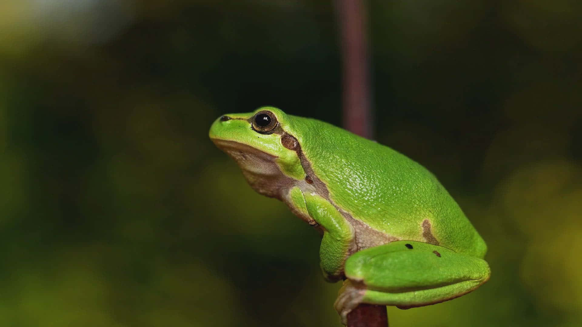 Green Tree Frog, thin branch, soft blurred forest backdrop, Full HD Desktop Wallpaper