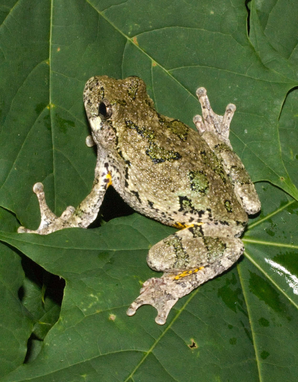 Tree Frog, camouflaged, mottled green gray skin, HD Phone Wallpaper