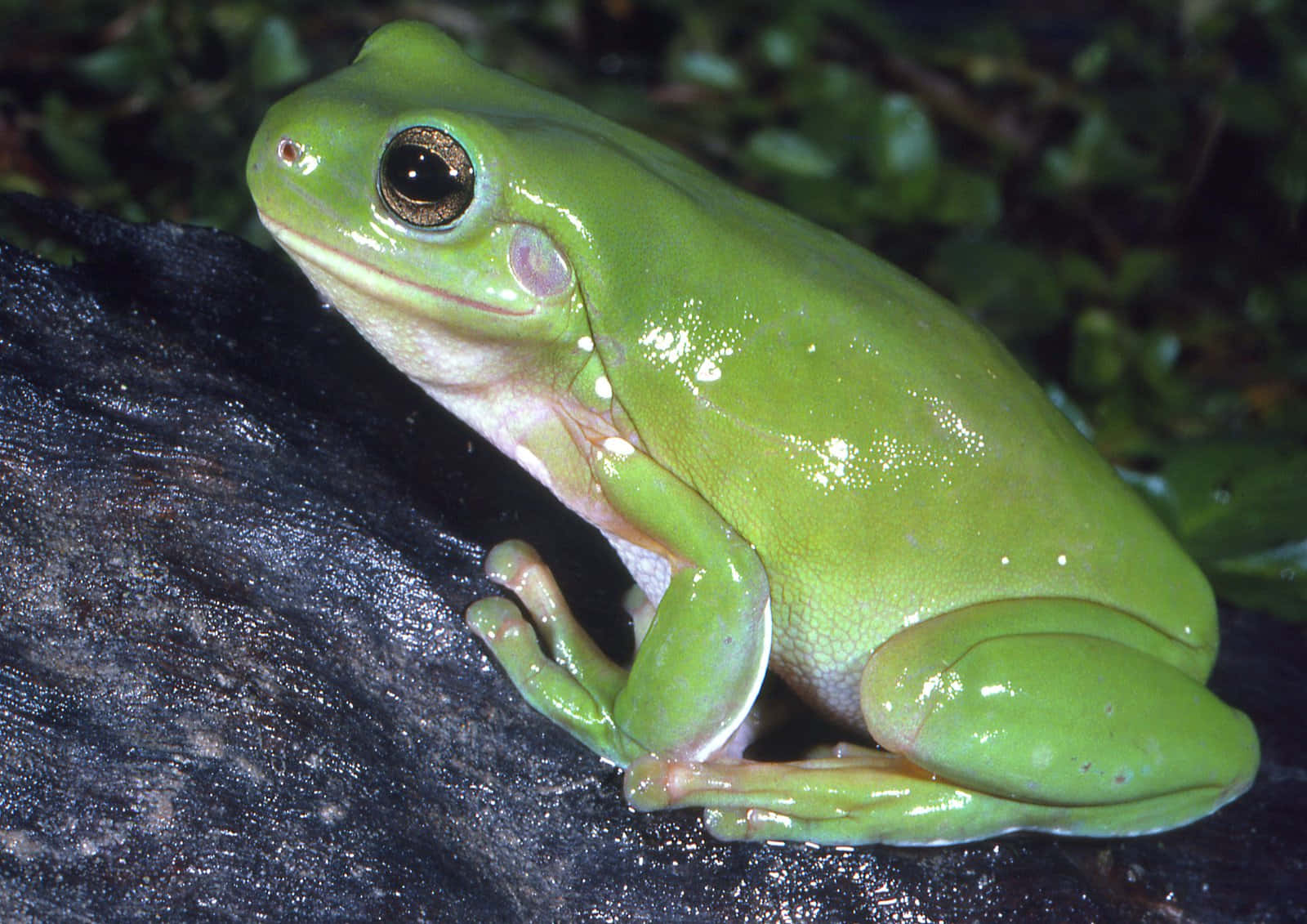 vibrant green tree frog, golden eyes, wet dark rock, HD Desktop Wallpaper