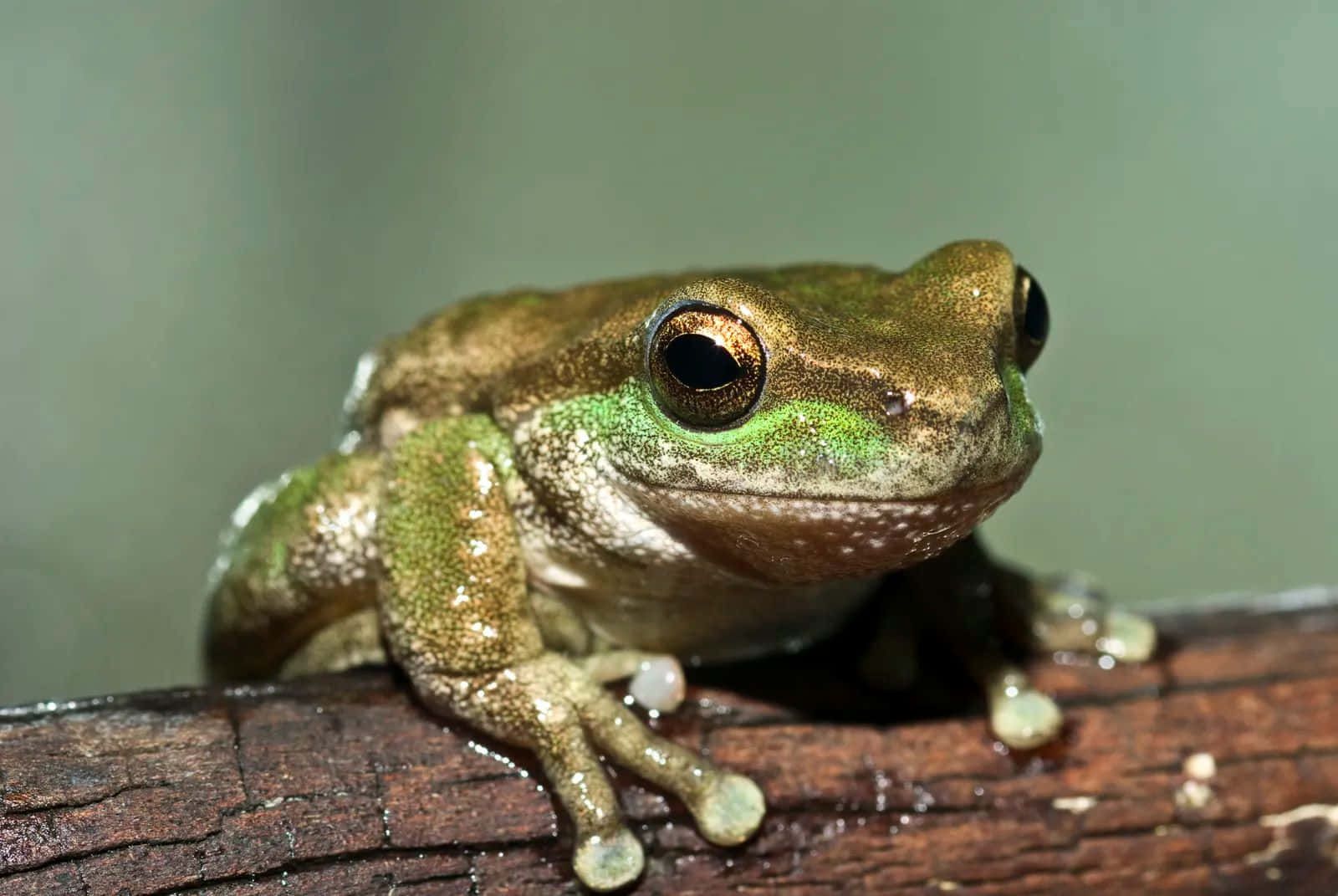 green tree frog, golden eyes, wet wooden branch, HD Desktop Wallpaper