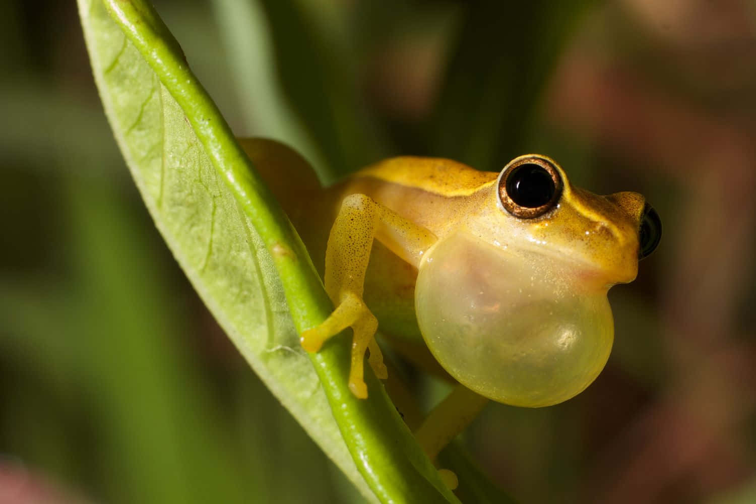 Golden Tree Frog, vocal sac, vibrant green leaf, HD Desktop Wallpaper