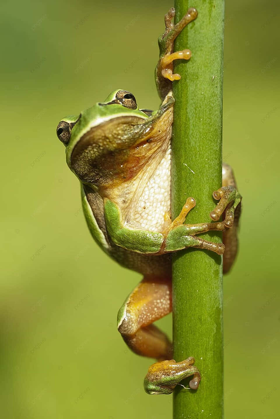 green tree frog, vertical green stem, orange-tipped toes, HD Phone Wallpaper