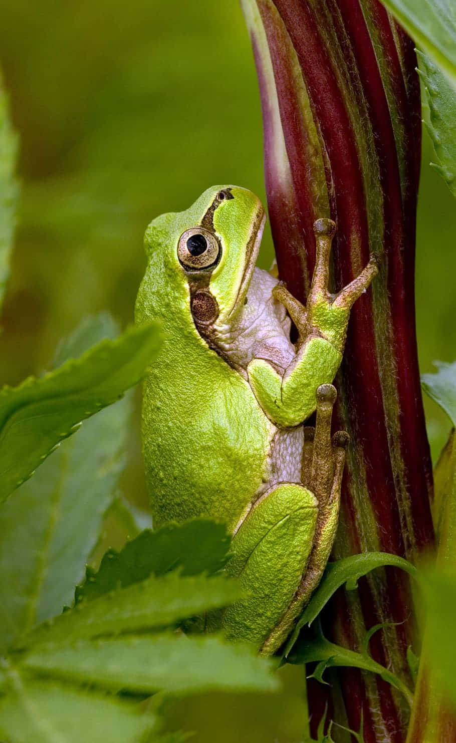 Green Tree Frog, plant stem, deep red, HD Phone Wallpaper