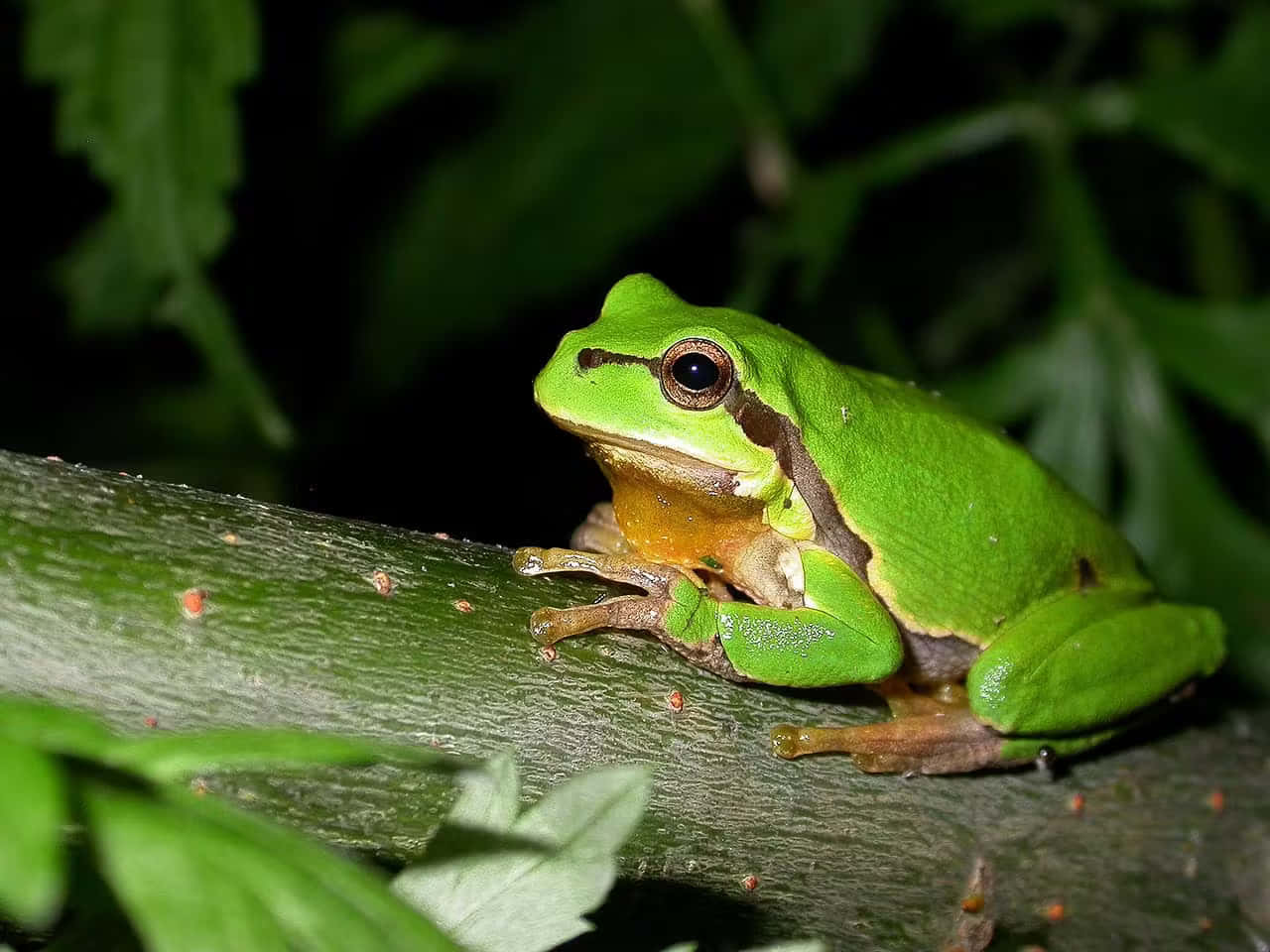 green tree frog, orange throat, mossy branch, HD Desktop Wallpaper