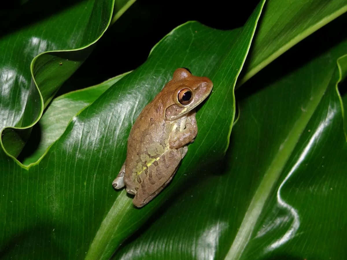 Tree Frog, green leaf, glossy green leaf, SD Desktop Wallpaper