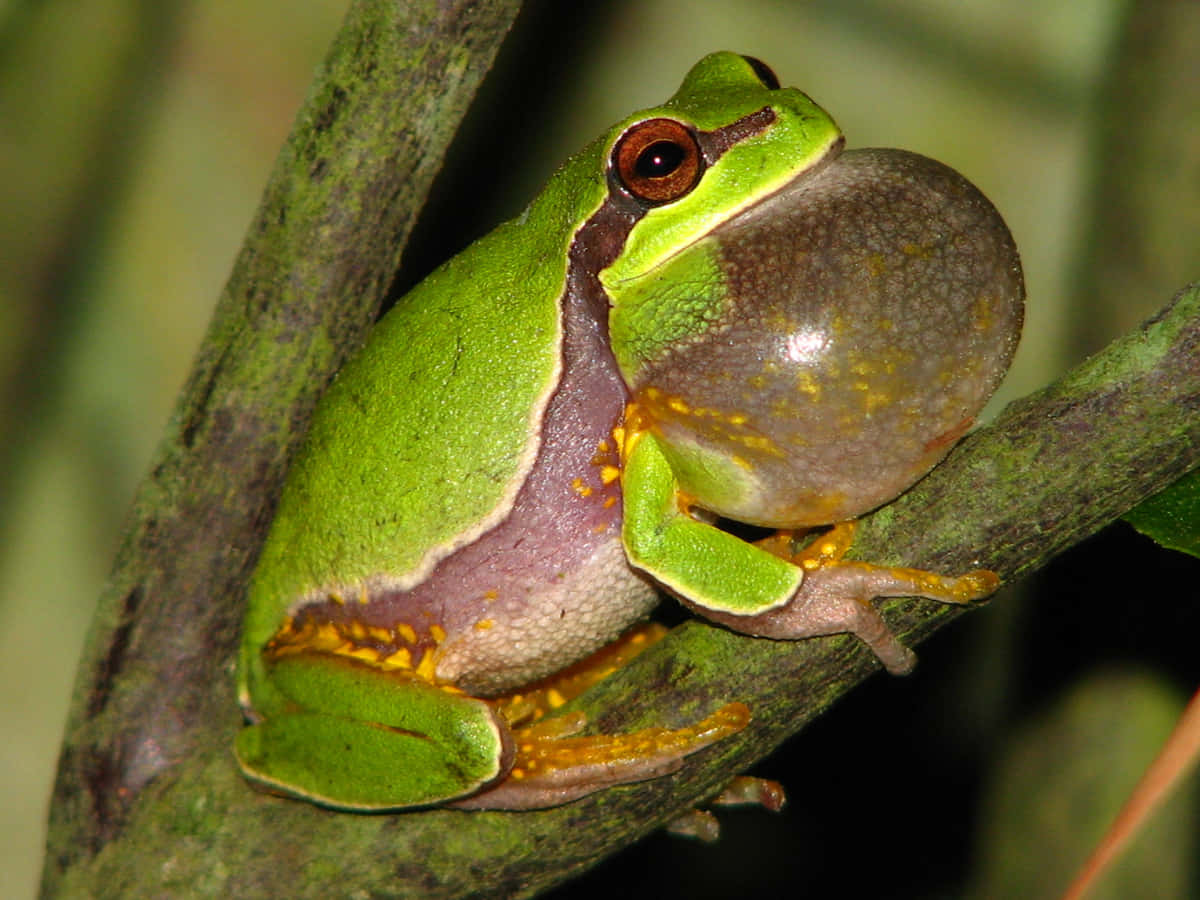 Green Tree Frog, vocal sac, mossy branch, SD Desktop Wallpaper