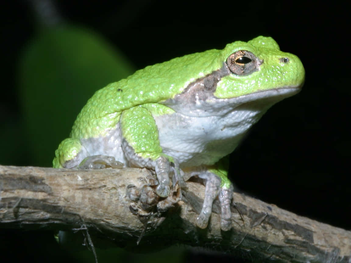 Green Tree Frog, textured branch, white underbelly, SD Desktop Wallpaper