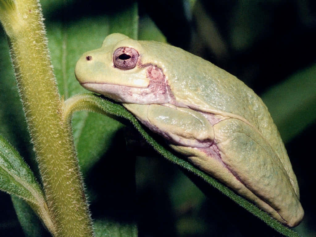 Green Tree Frog, fuzzy green stem, leaf, SD Desktop Wallpaper