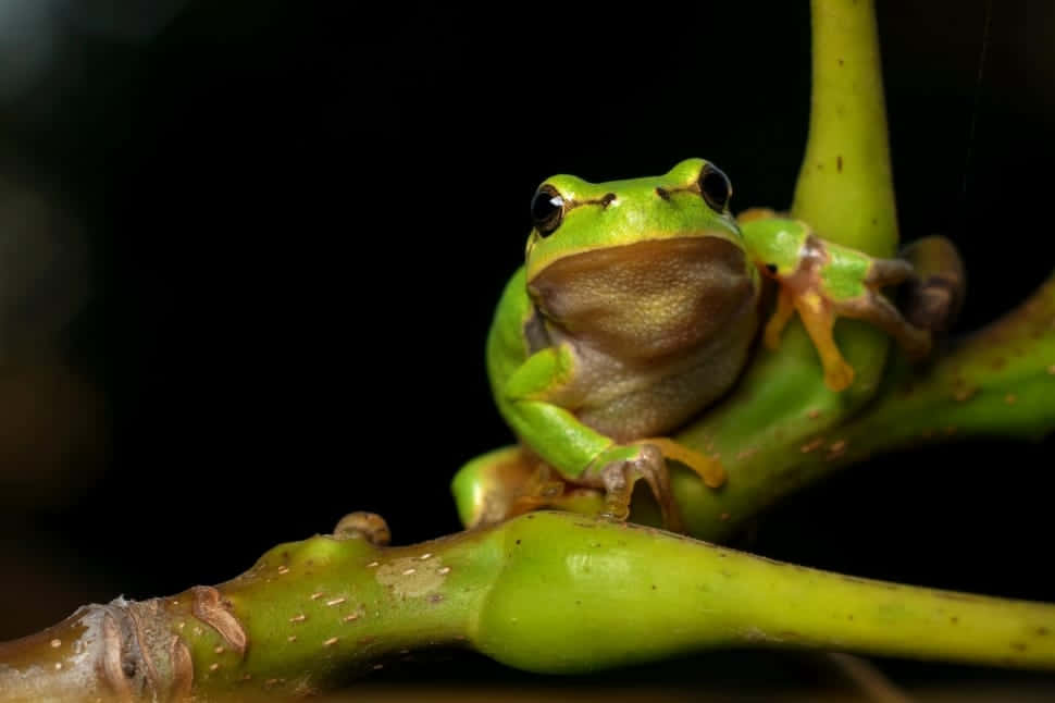 Green Tree Frog, glossy green branch, deep black background, SD Desktop Wallpaper