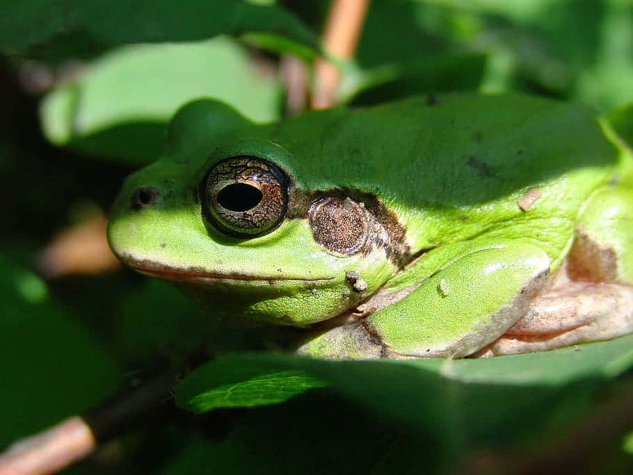 Green Tree Frog, vibrant green, large dark eyes, SD Desktop Wallpaper