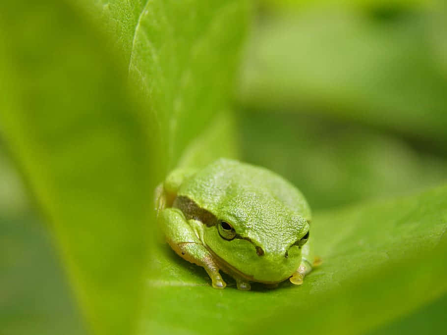 Green Tree Frog, leaf, lush green foliage, SD Desktop Wallpaper