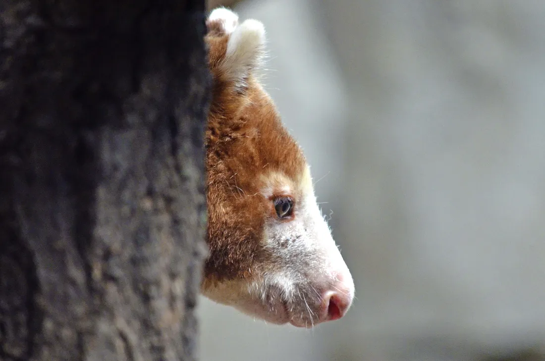Tree Kangaroo