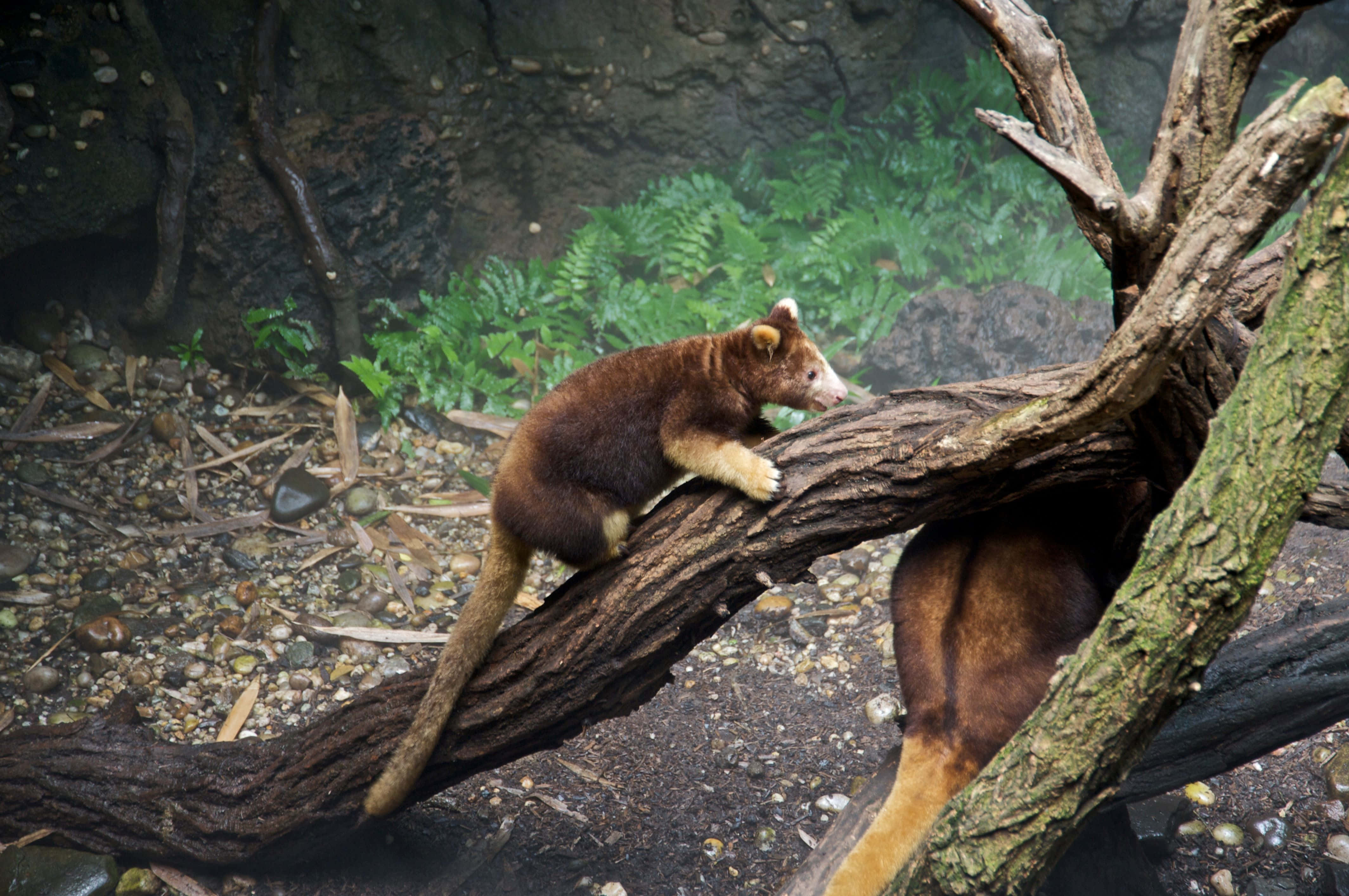 Tree Kangaroo, brown, white paws, 4K Desktop Wallpaper