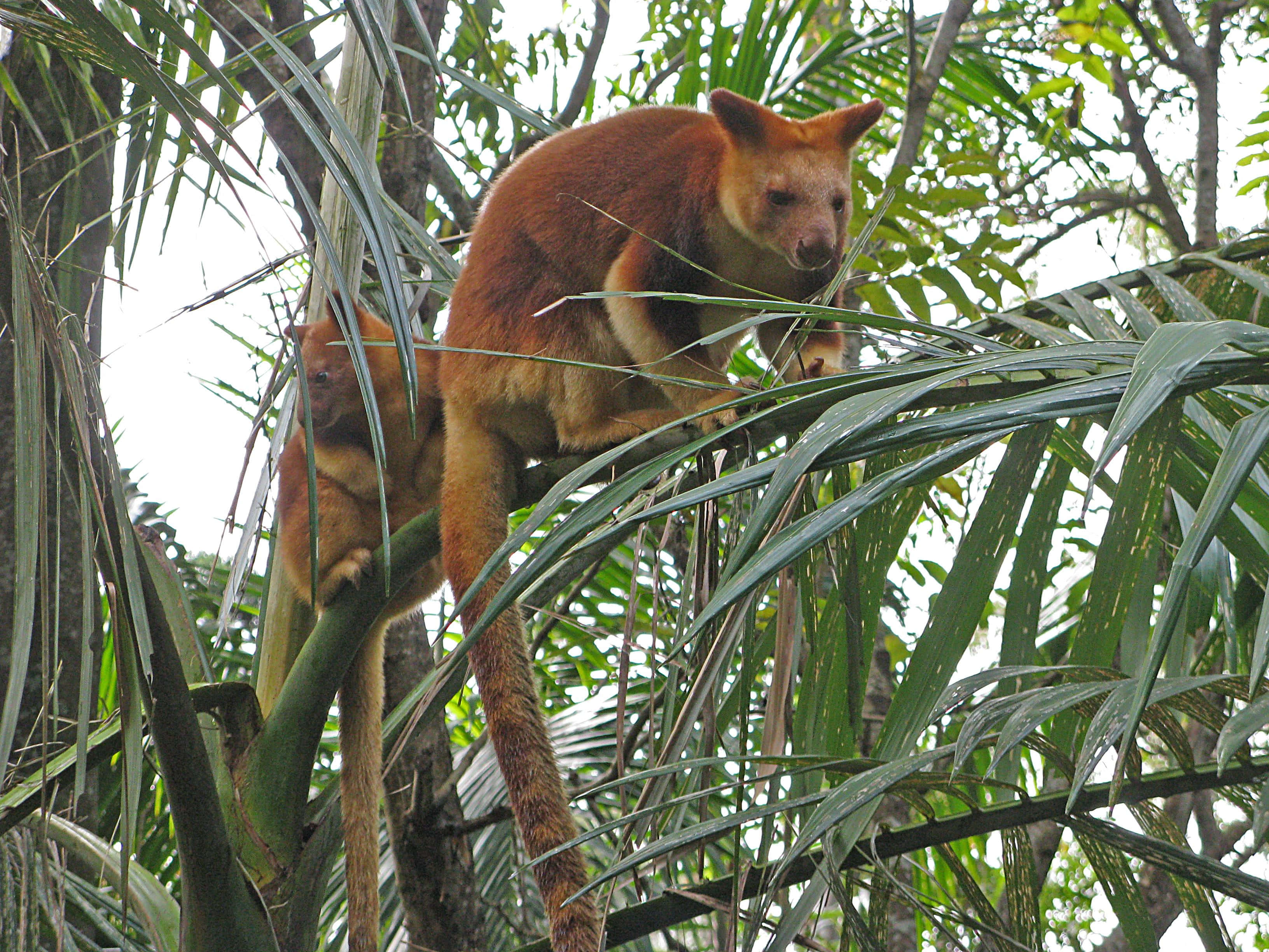 Tree Kangaroo, palm fronds, lush green tropical forest canopy, 2K Desktop Wallpaper