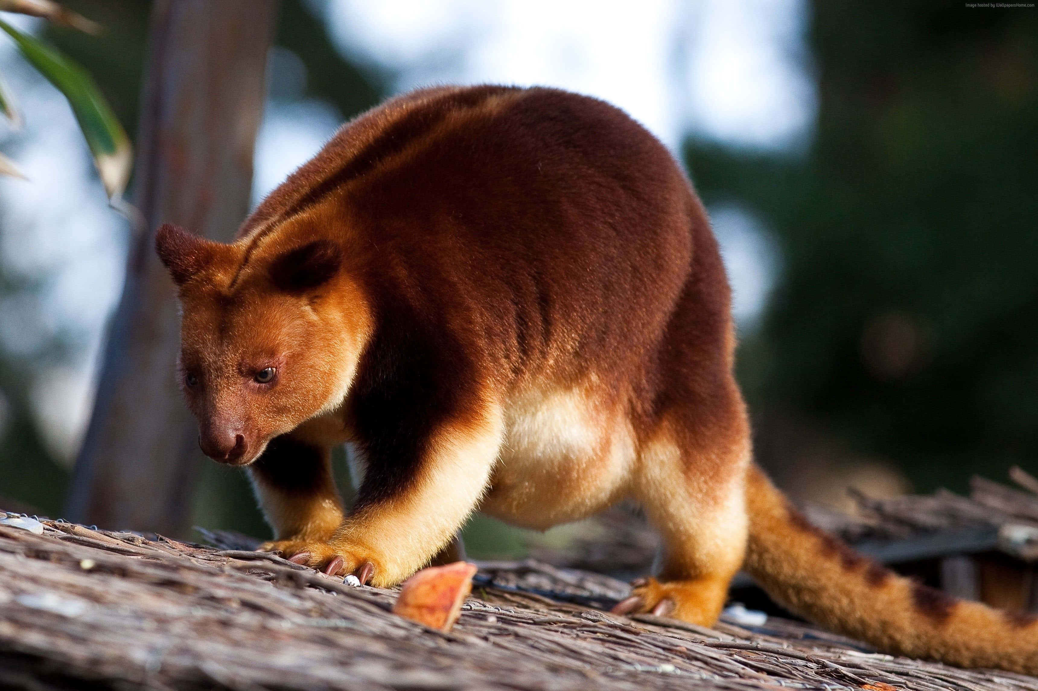 tree kangaroo, brown and cream-colored, woven bamboo surface, 2K Desktop Wallpaper
