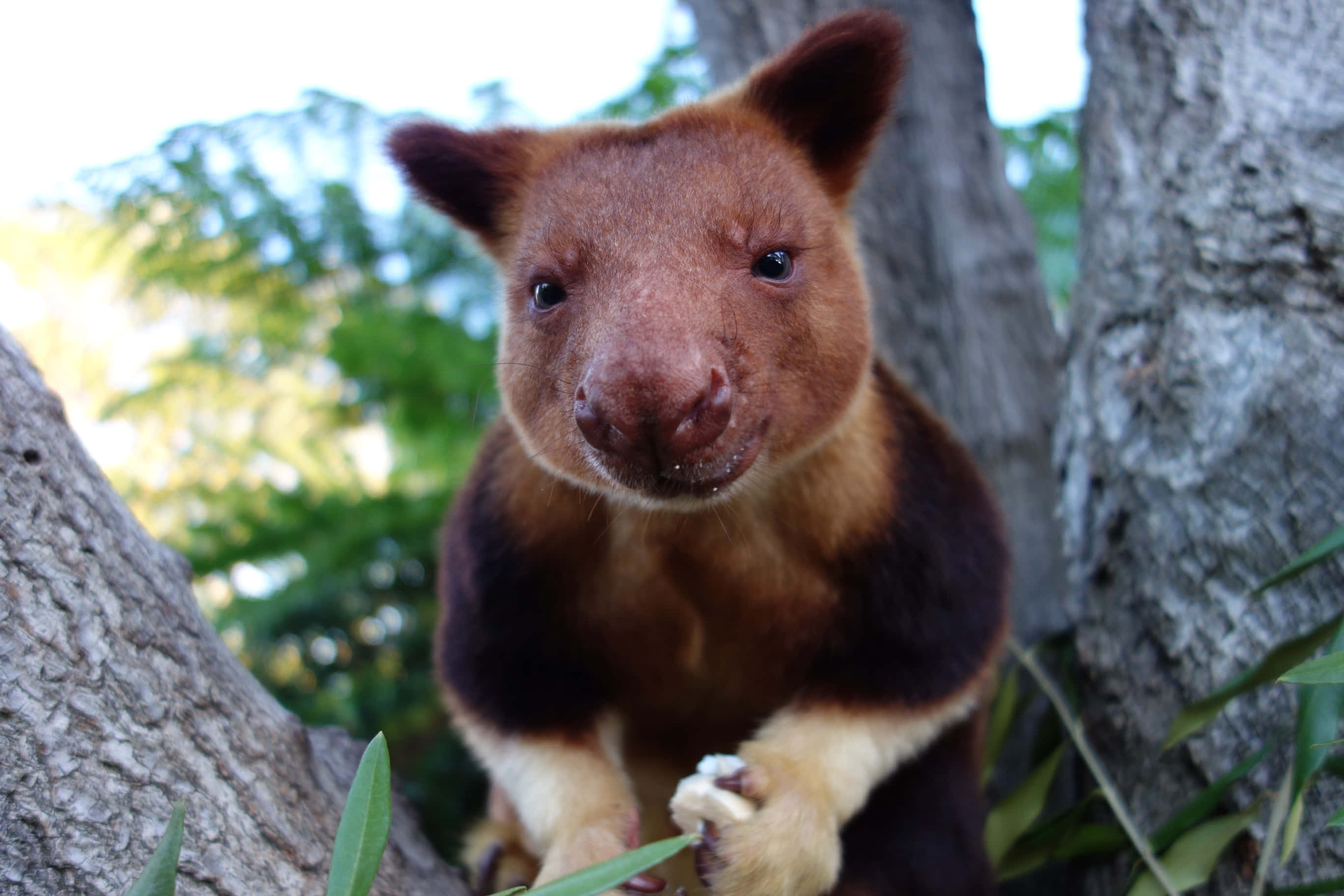 tree kangaroo, tree branch, green foliage, 2K Desktop Wallpaper