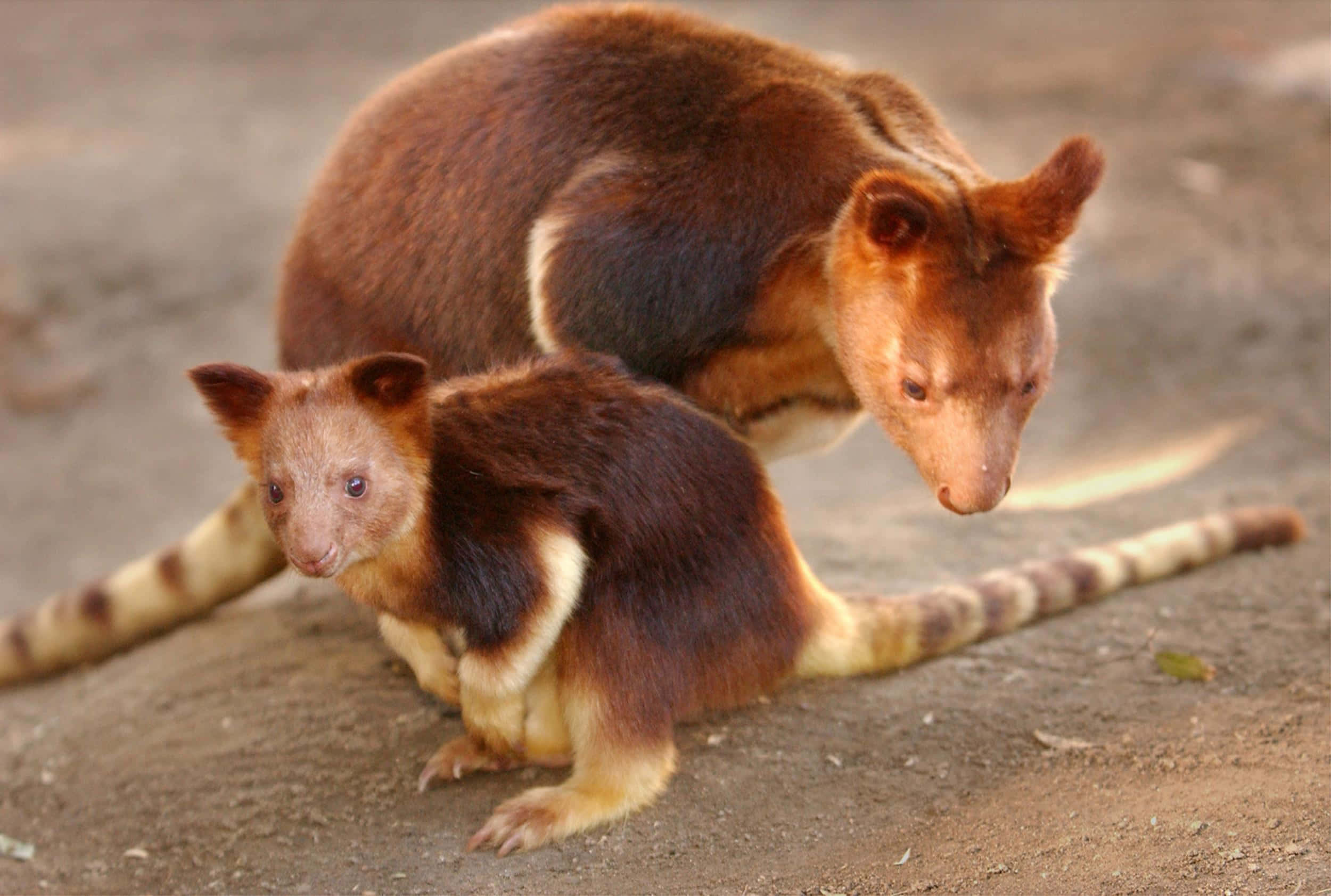 Tree Kangaroo, joey, striped tails, Full HD Desktop Wallpaper