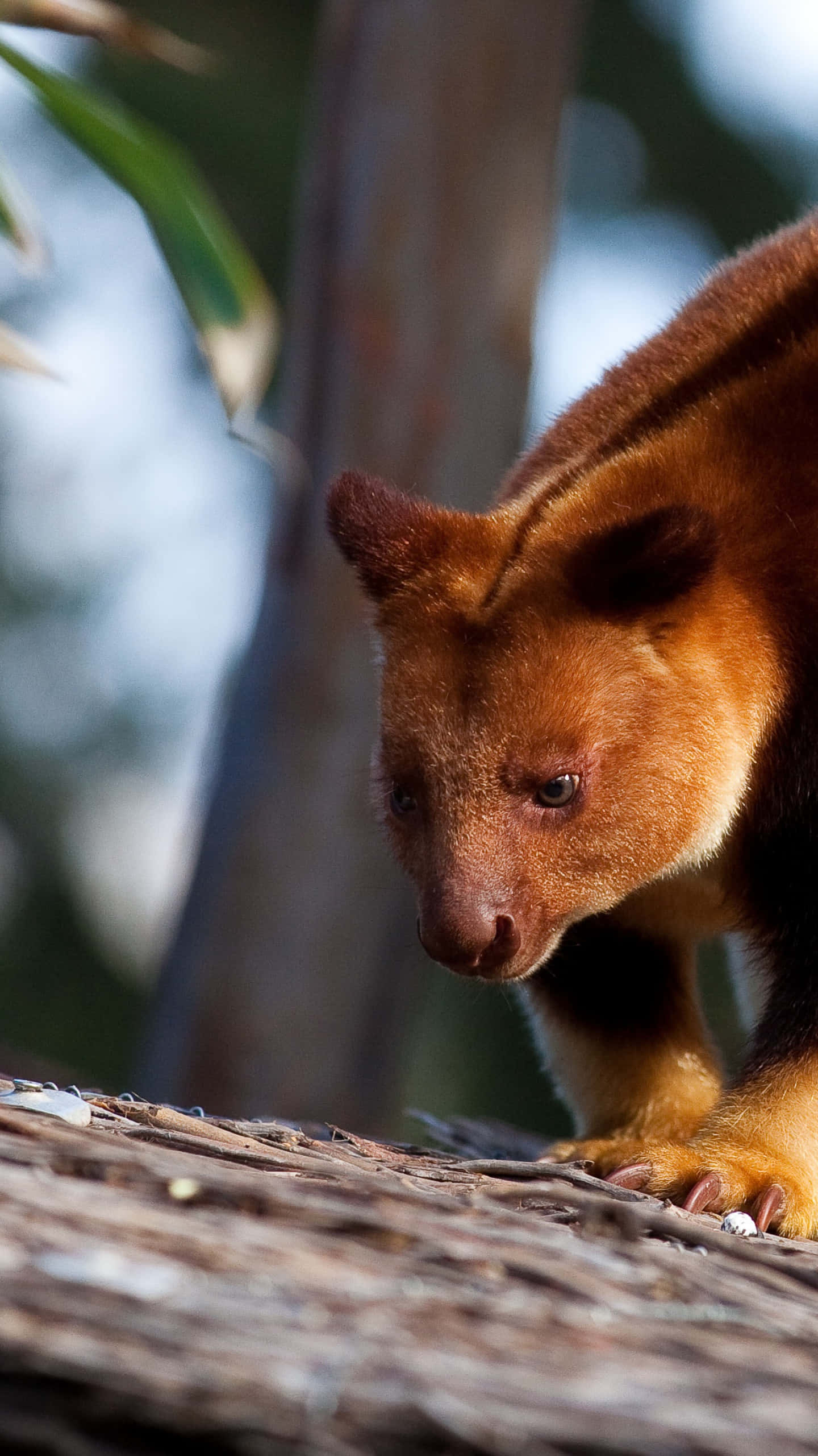 Tree Kangaroo, red-brown, textured branch, 2K Phone Wallpaper
