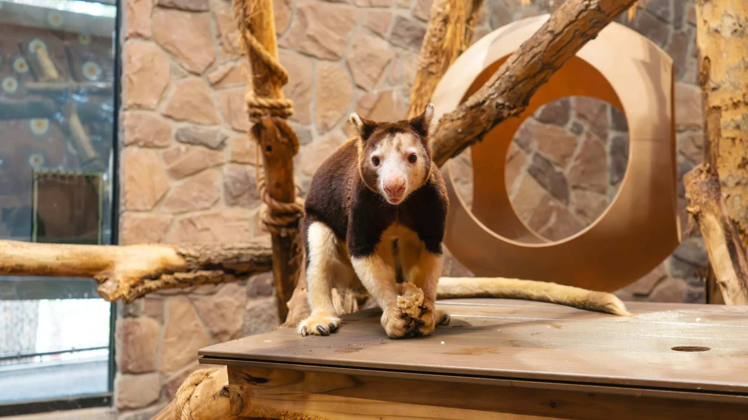 tree kangaroo, wooden platform, stone-walled enclosure, 2K Desktop Wallpaper
