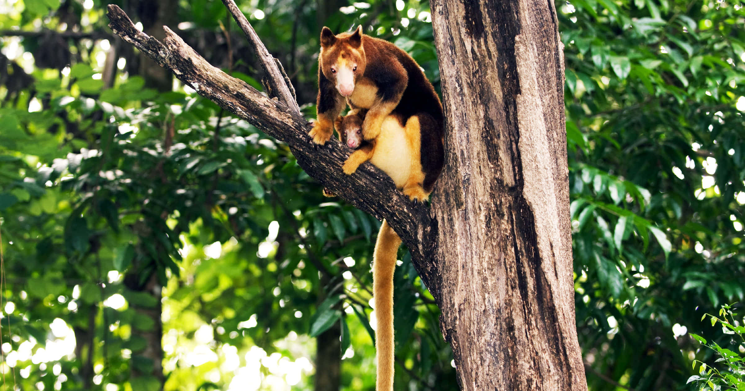Tree Kangaroo, baby, sunlit branch, Full HD Desktop Wallpaper