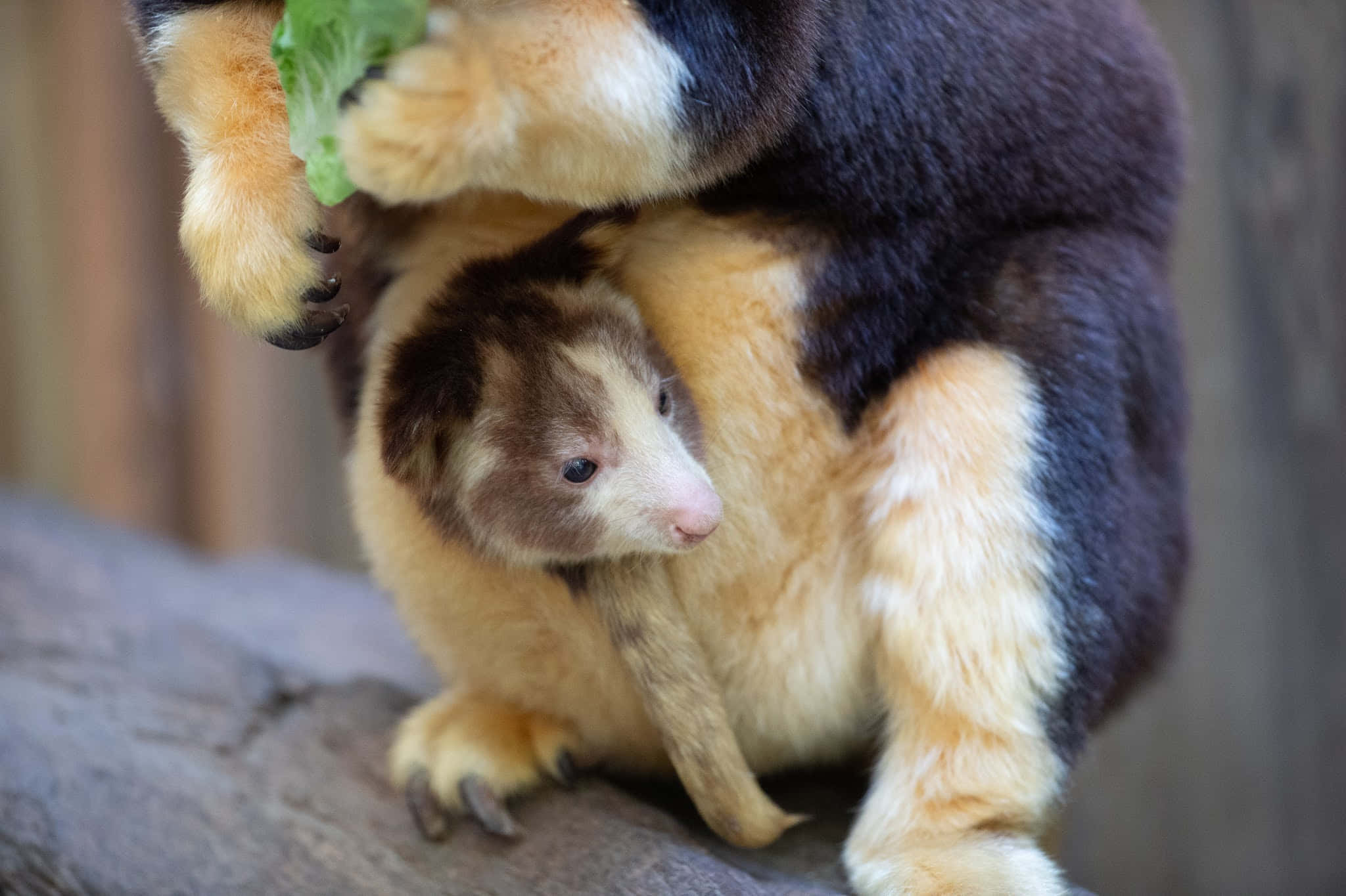 Tree Kangaroo, joey, pouch, Full HD Desktop Wallpaper