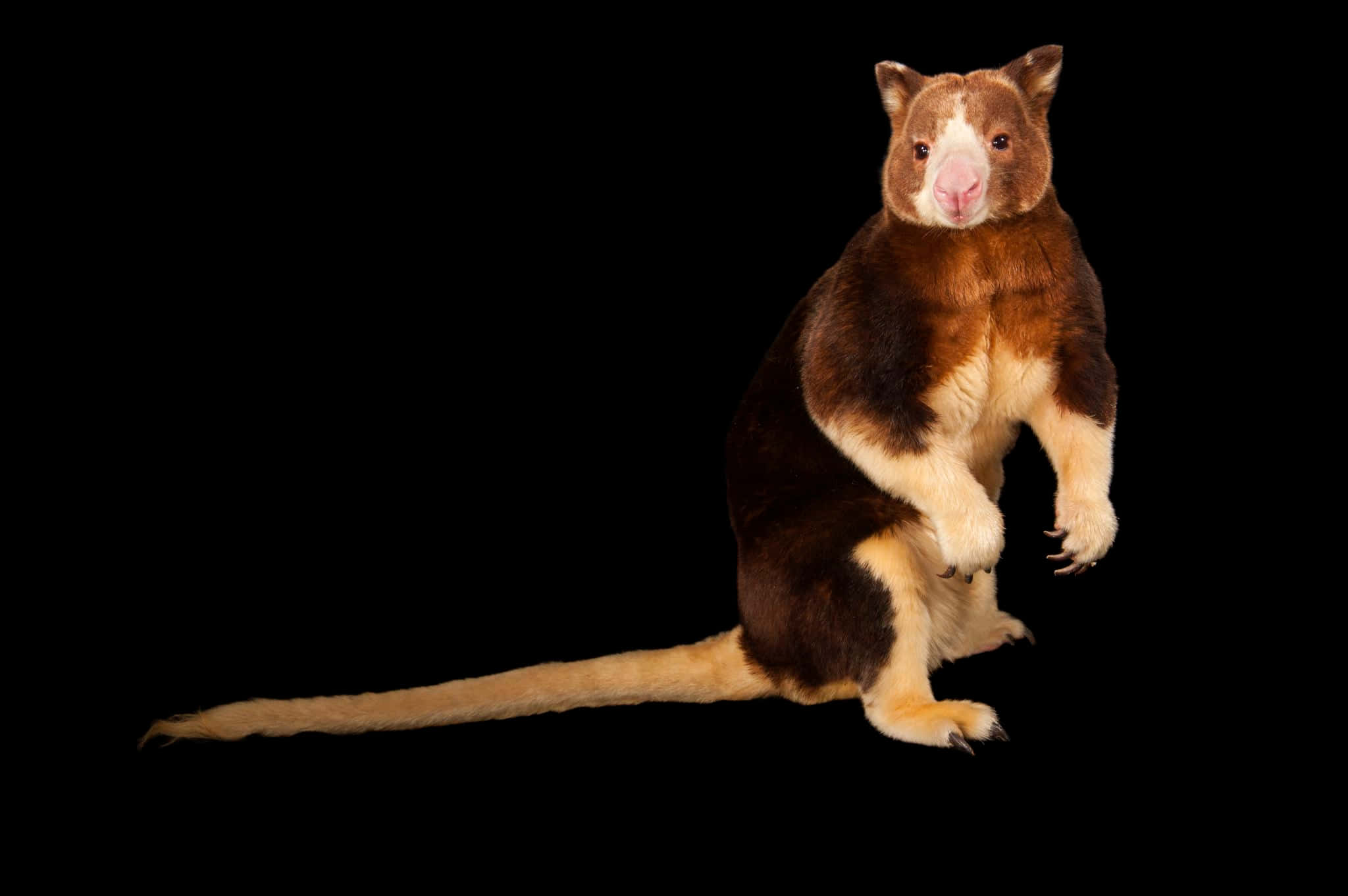 Tree Kangaroo, brown and cream-colored, stark black background, Full HD Desktop Wallpaper