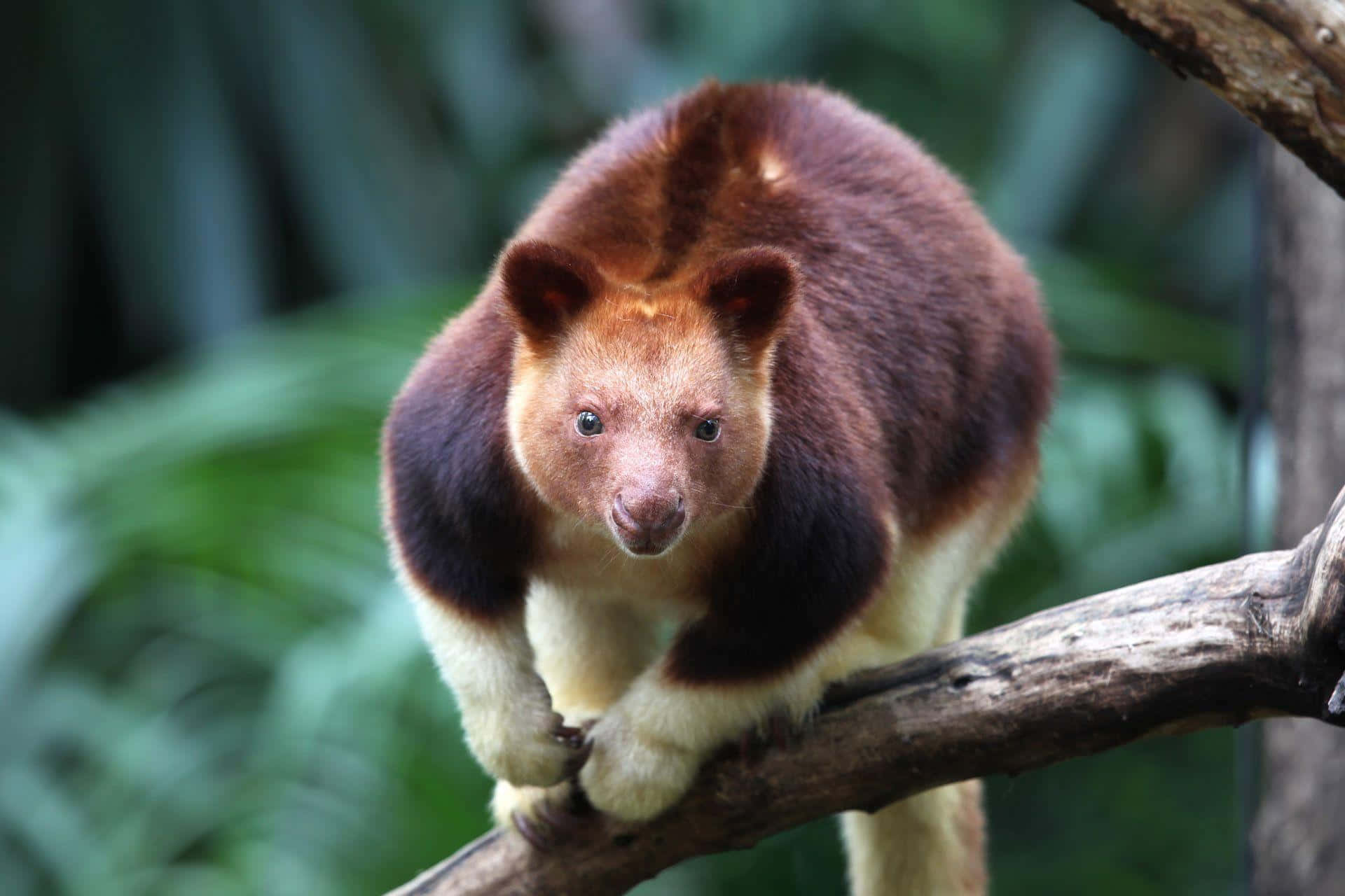 Tree Kangaroo, branch, lush green foliage, Full HD Desktop Wallpaper