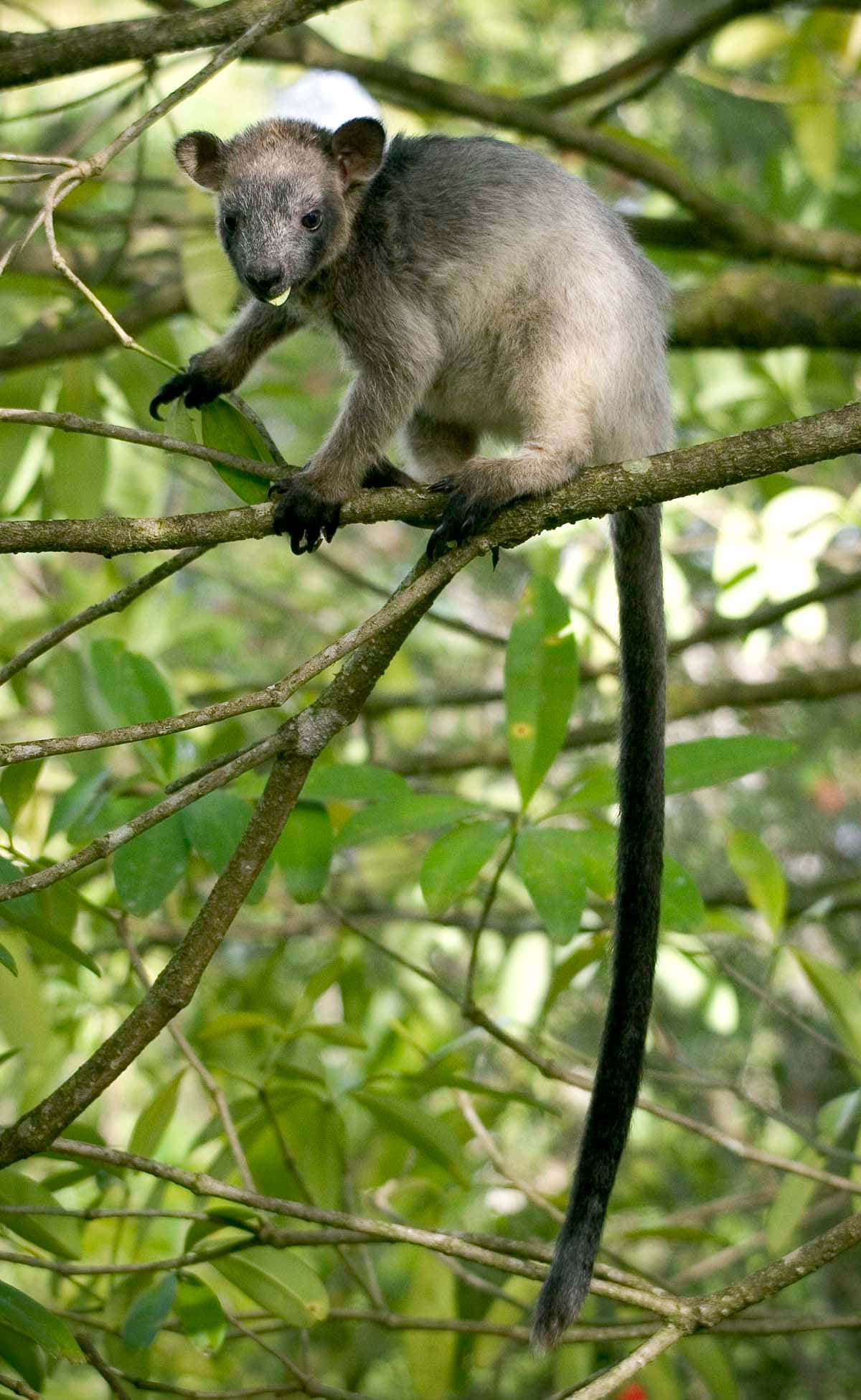 Tree Kangaroo, gray tree kangaroo, sunlit branch, Full HD Phone Wallpaper