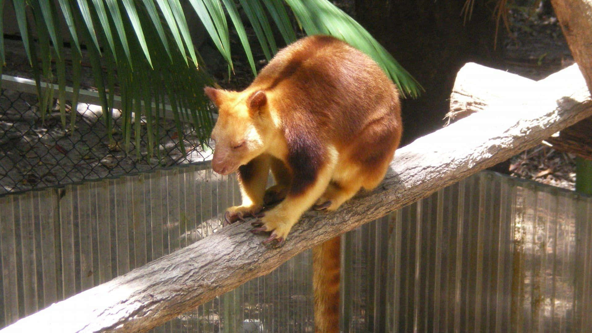 Tree Kangaroo, branch, bright sunlight, Full HD Desktop Wallpaper