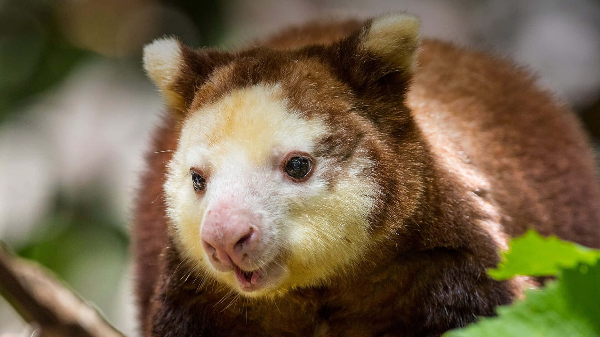 tree kangaroo, brown, cream-colored, Full HD Desktop Wallpaper