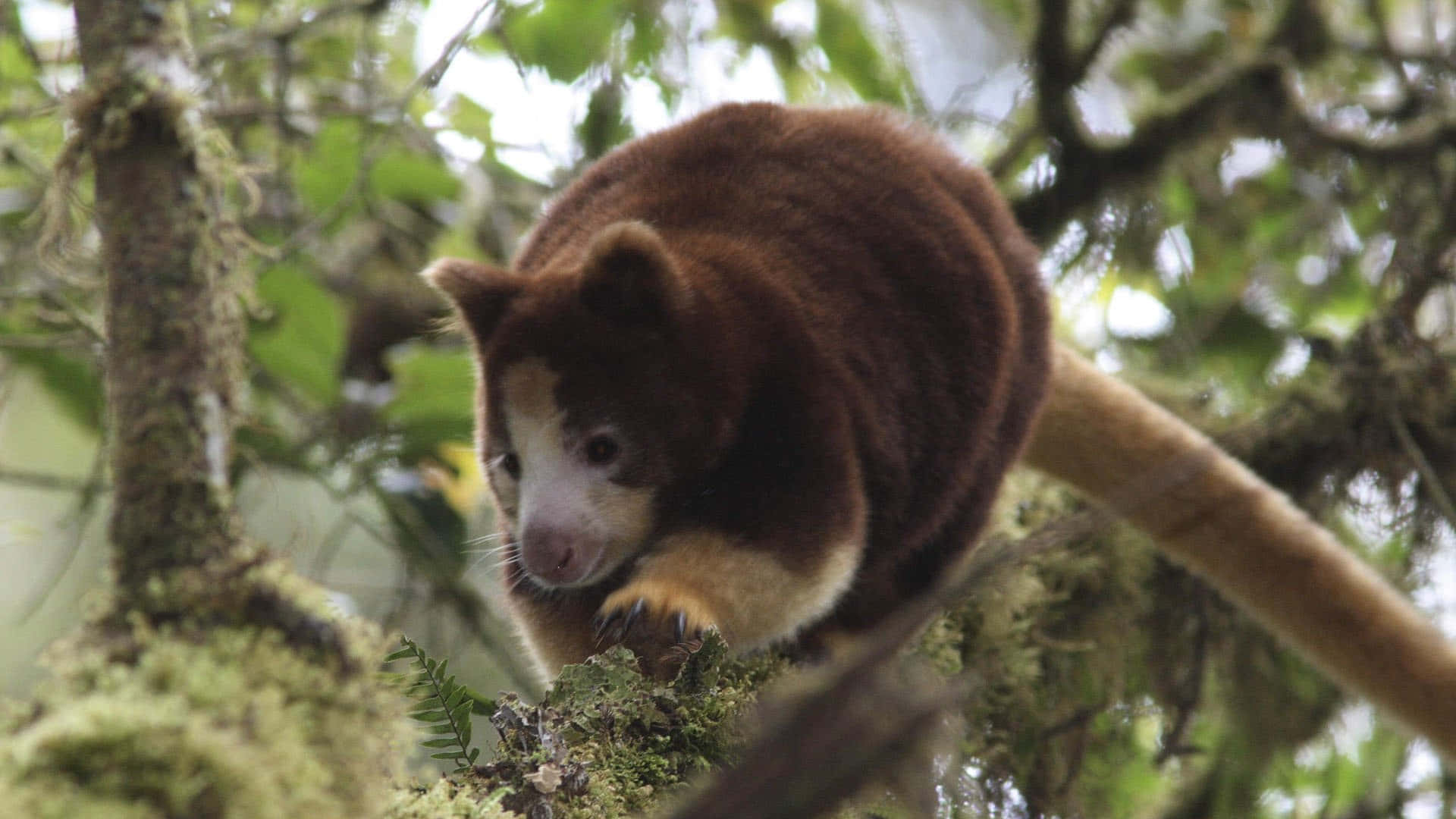 Tree Kangaroo, natural habitat, mossy branch, Full HD Desktop Wallpaper
