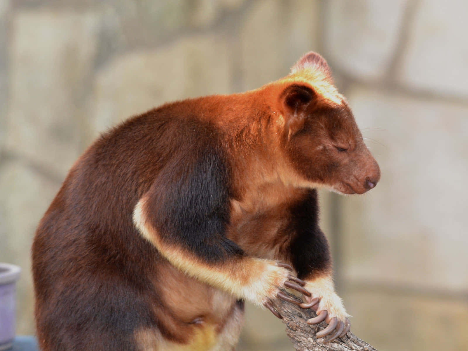 Tree Kangaroo, branch, rich brown and black fur, HD Desktop Wallpaper