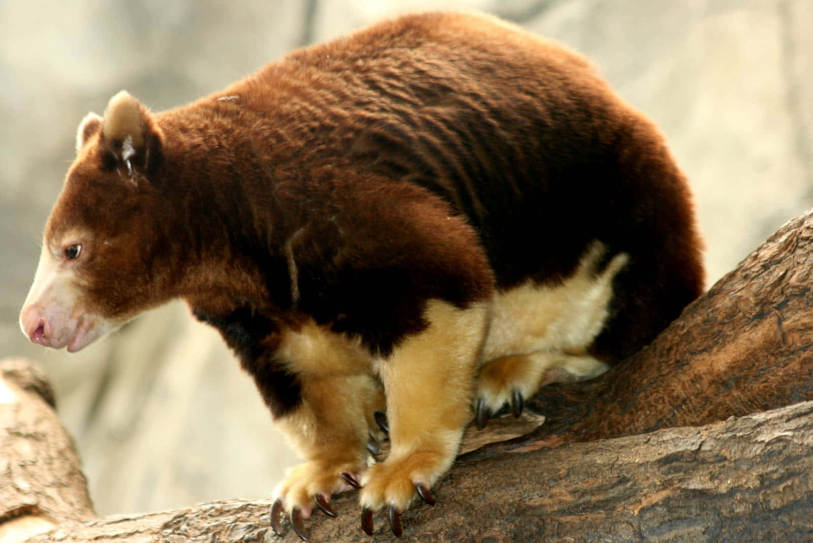 tree kangaroo, branch, brown, HD Desktop Wallpaper