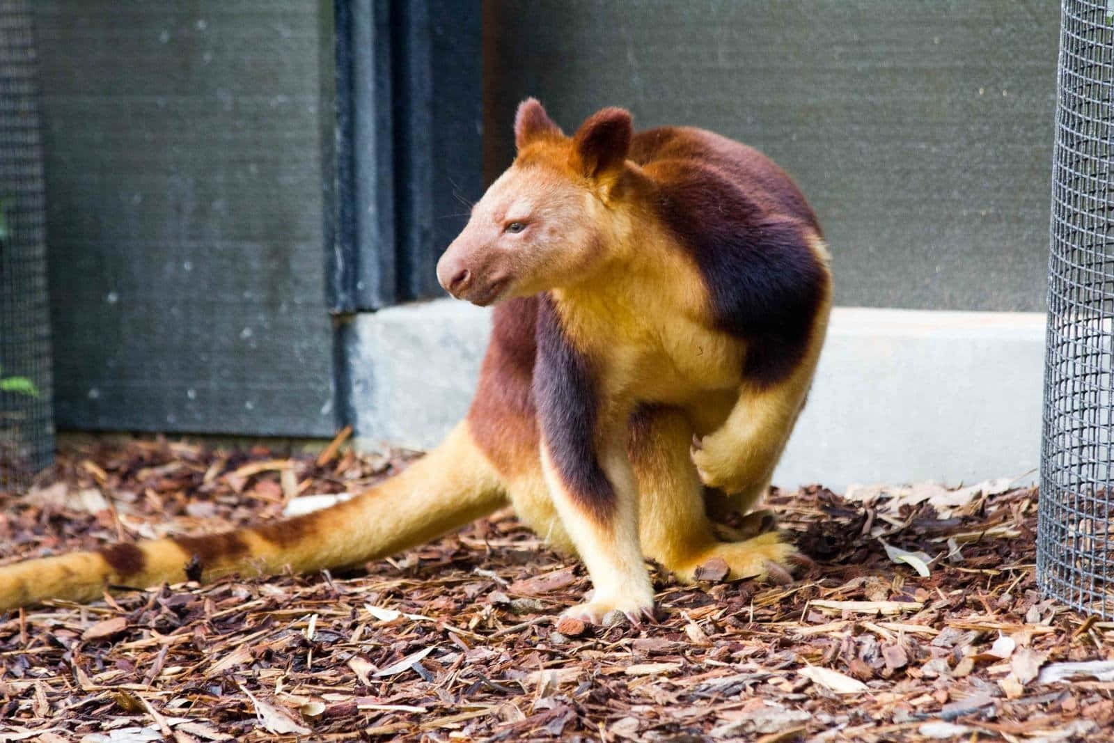 Tree Kangaroo, brown and yellow fur, mulch, HD Desktop Wallpaper