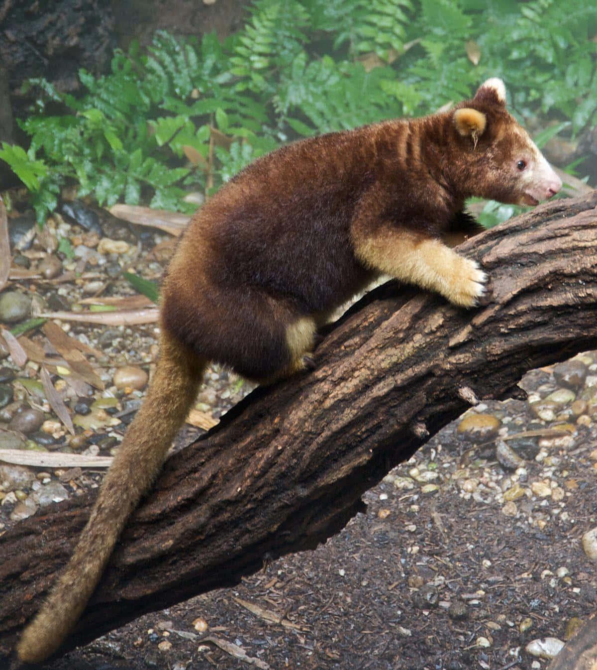 tree kangaroo, mossy log, lush green ferns, HD Phone Wallpaper