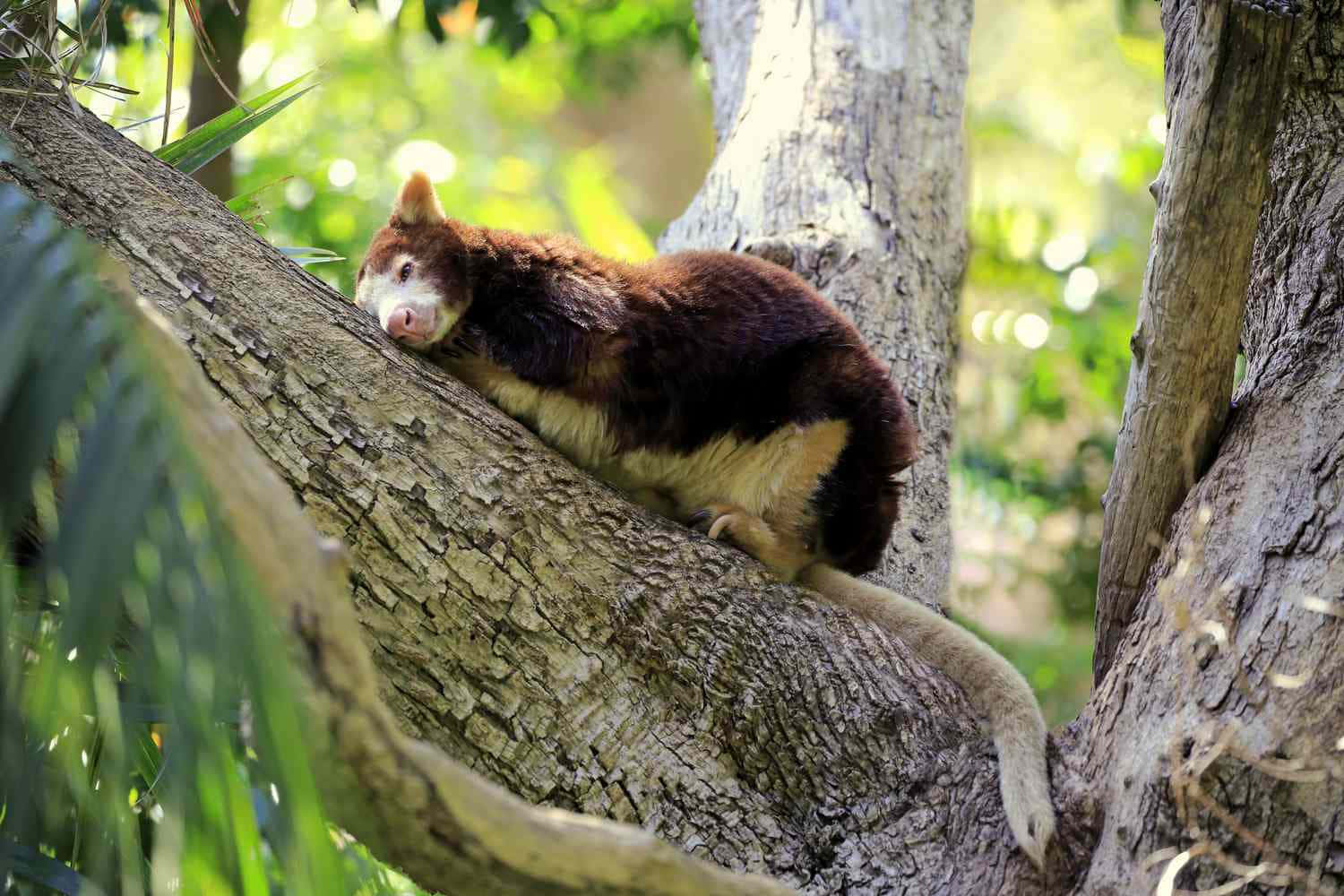 Tree Kangaroo, branch, sunlit, HD Desktop Wallpaper