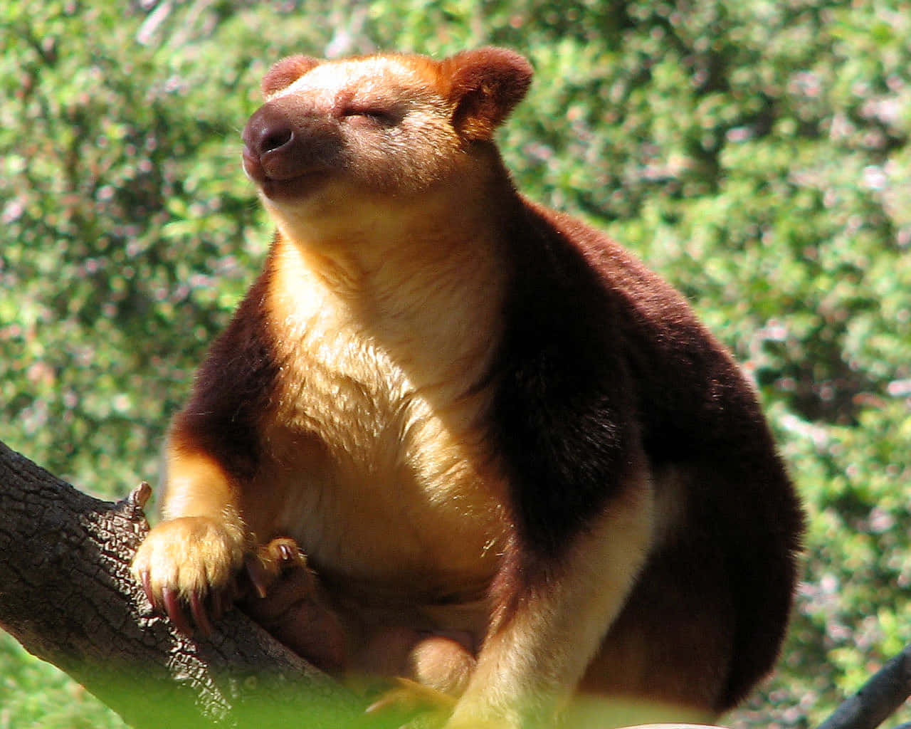 Tree Kangaroo, branch, sunlight, HD Desktop Wallpaper