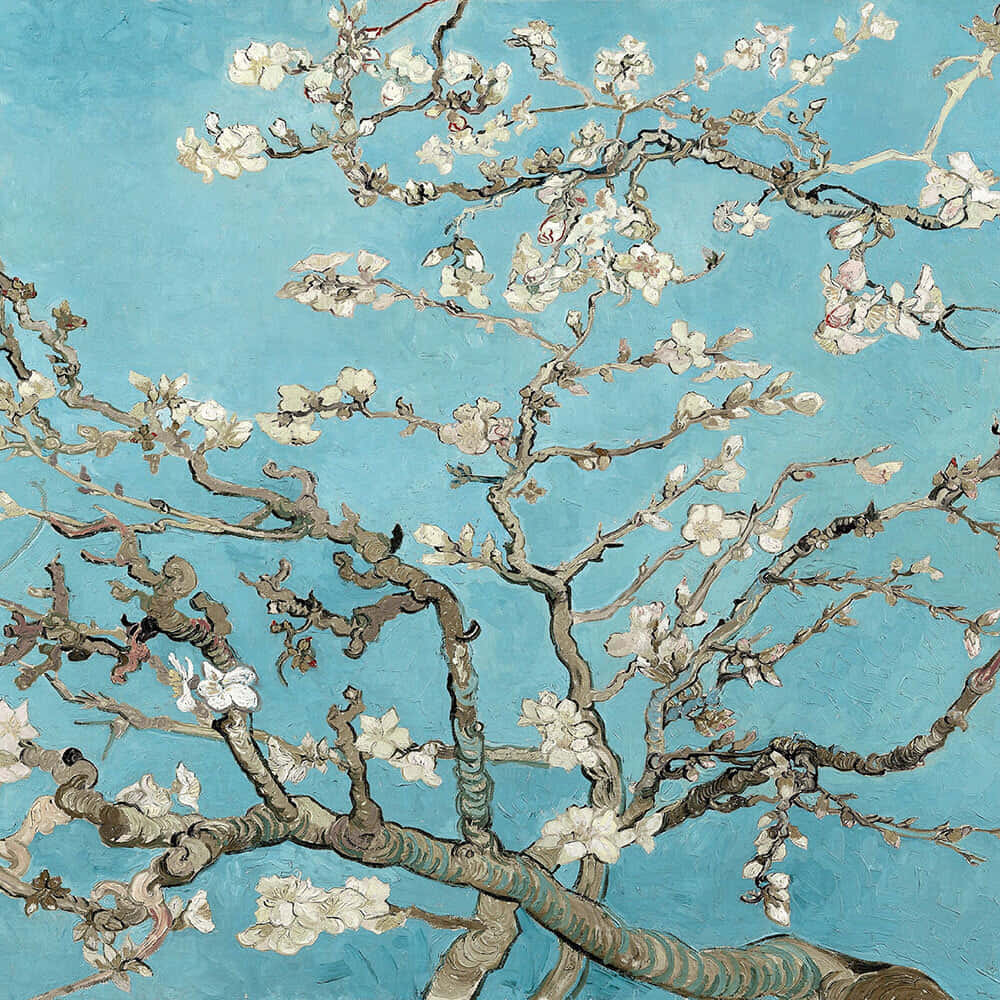 blossoming almond tree, white blossoms, vibrant turquoise sky, SD Desktop Wallpaper