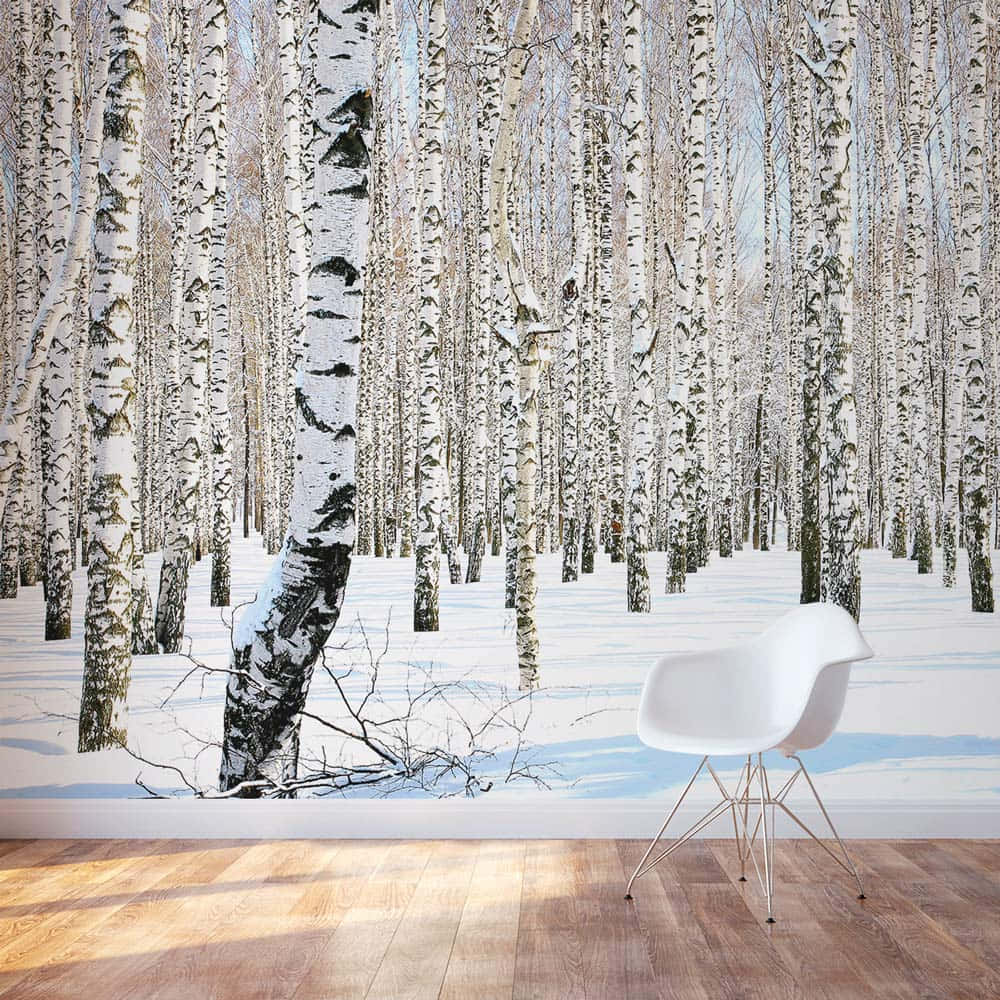 winter birch forest mural, white modern chair, wooden floor, SD Desktop Wallpaper