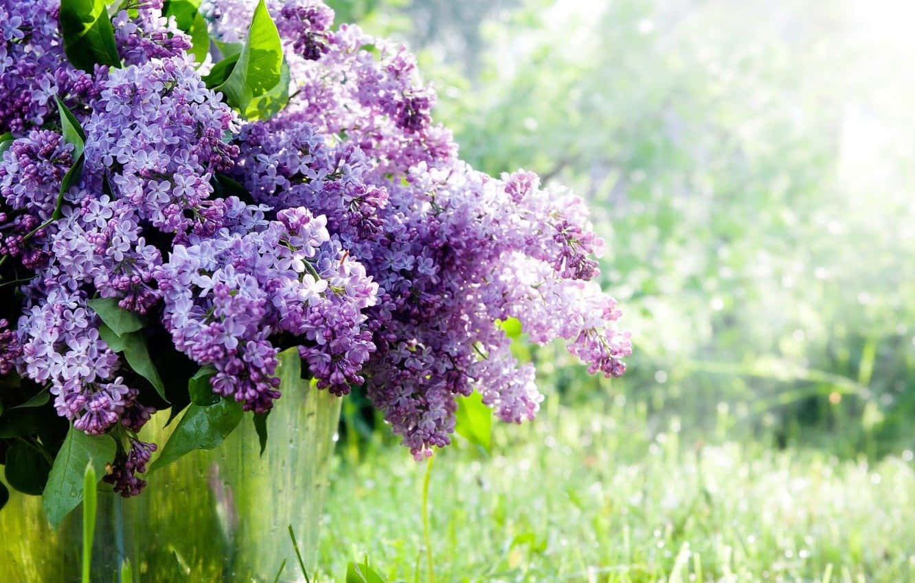 lilac tree, purple lilac blooms, green leaves, HD Desktop Wallpaper