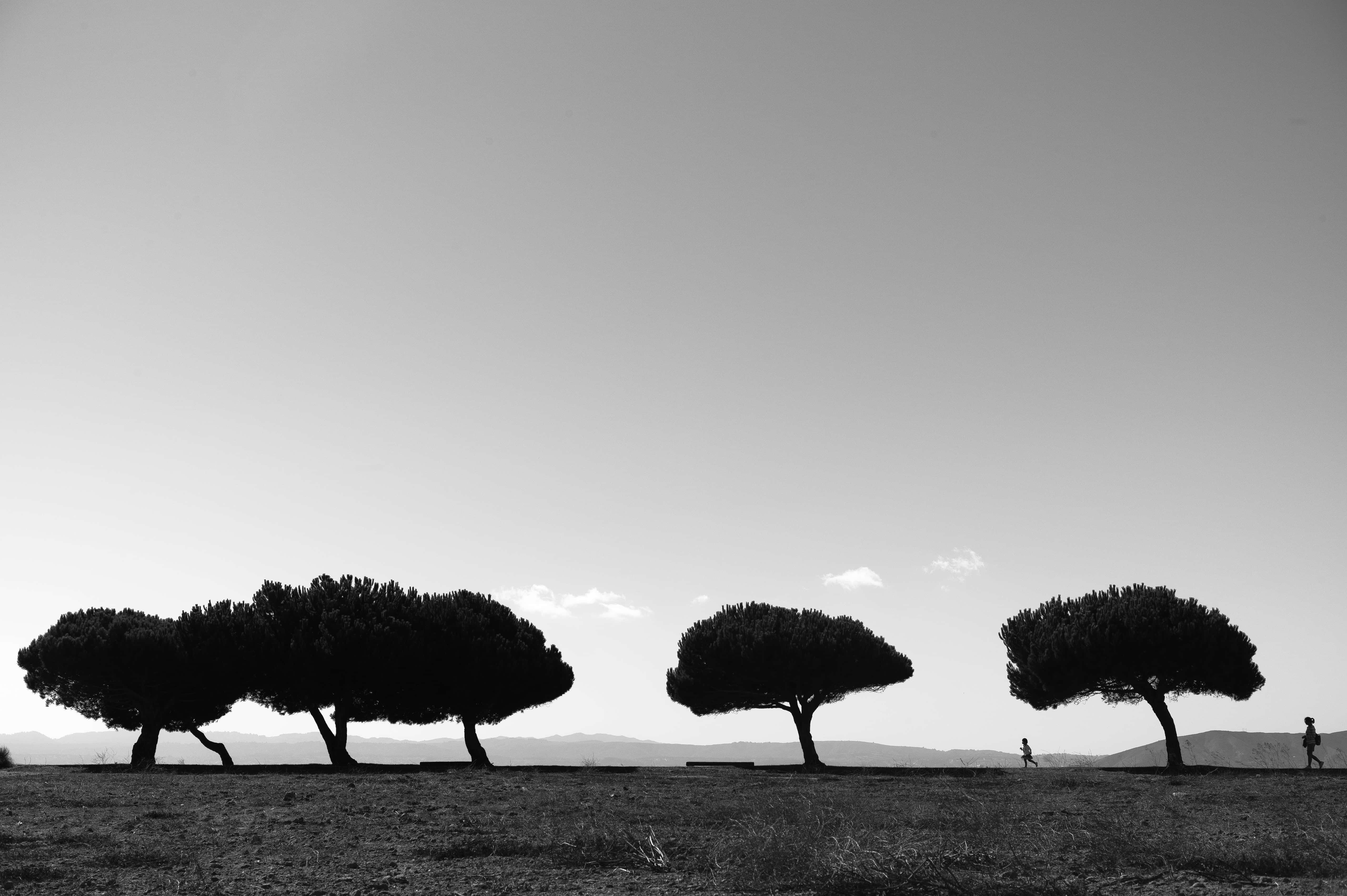 black and white tree, umbrella pines, vast pale sky, 5K Desktop Wallpaper