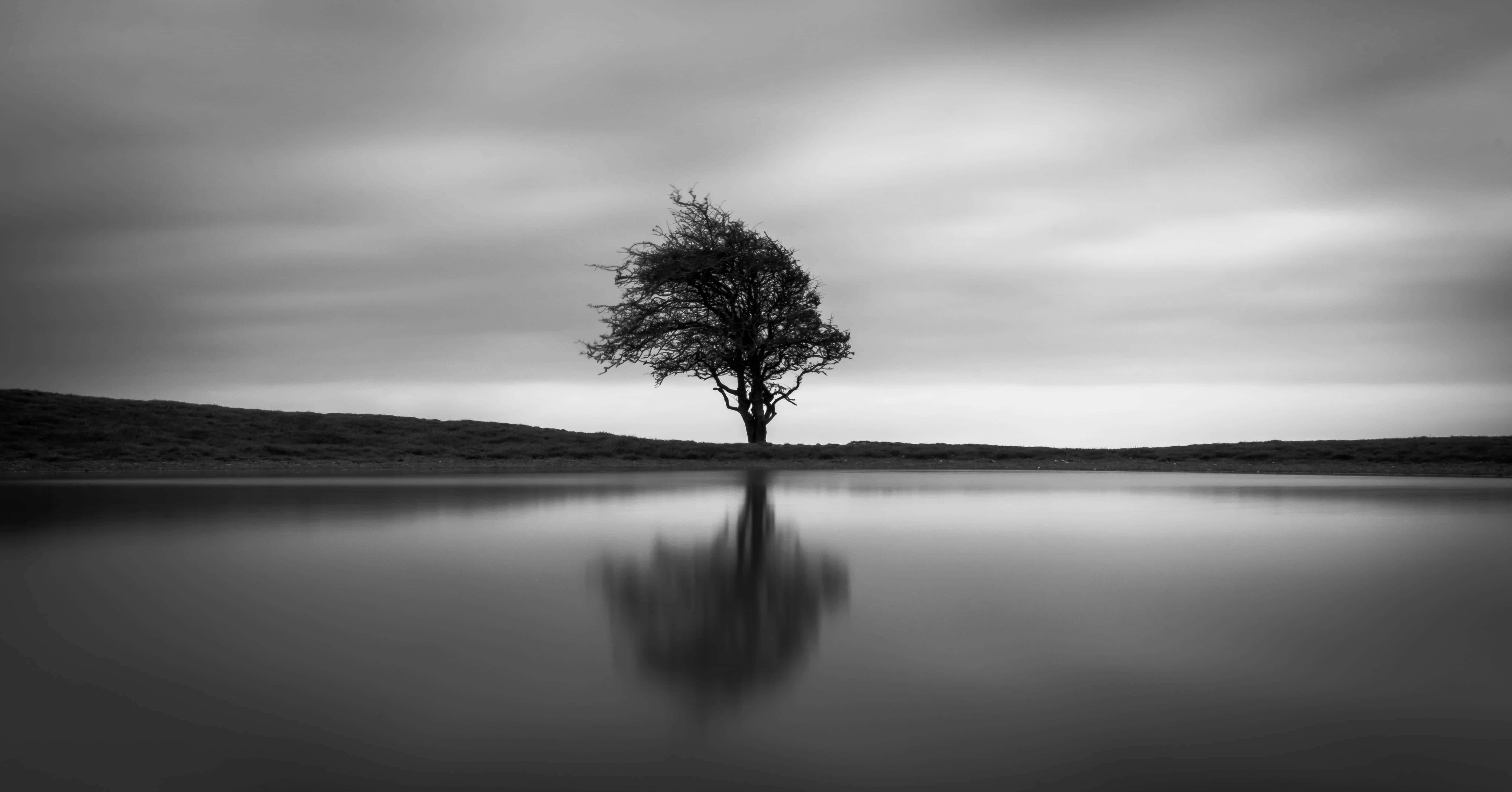 black and white tree, monochrome, calm water, 5K Desktop Wallpaper