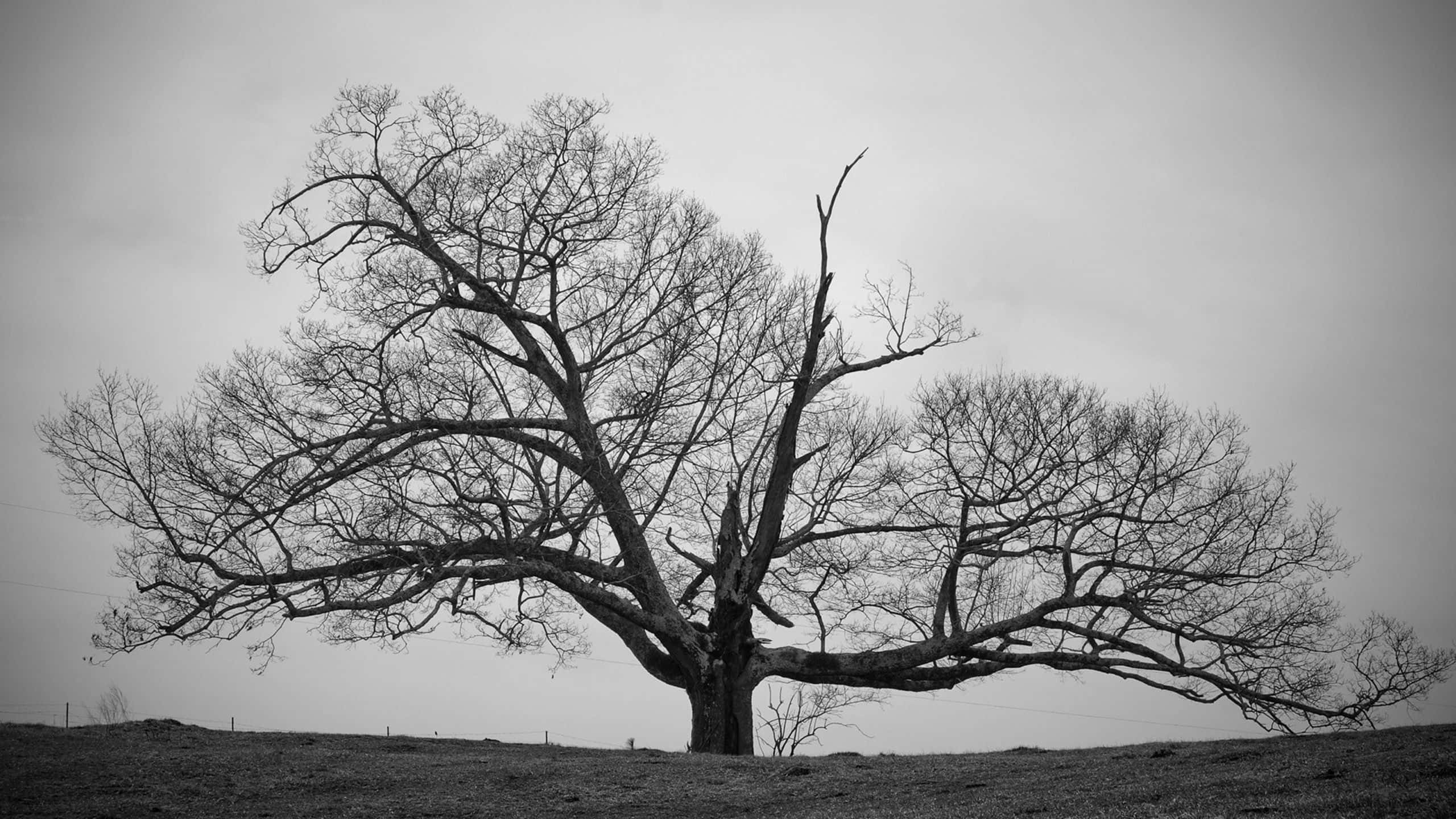 black and white tree, bare sprawling tree, grassy hill, 2K Desktop Wallpaper